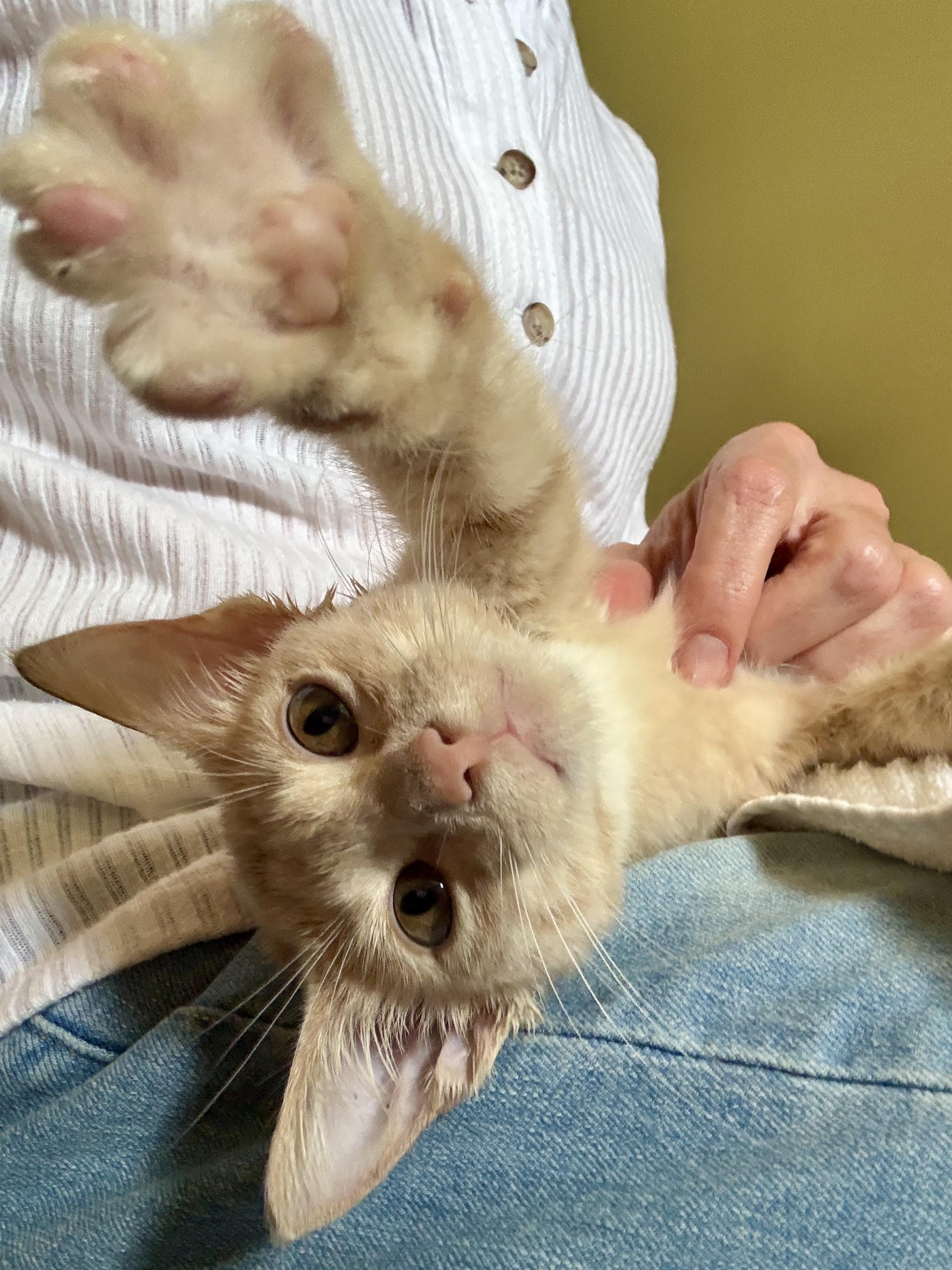 Biscuit, a Adoptable Domestic Short Hair in Waller, TX image 2/4