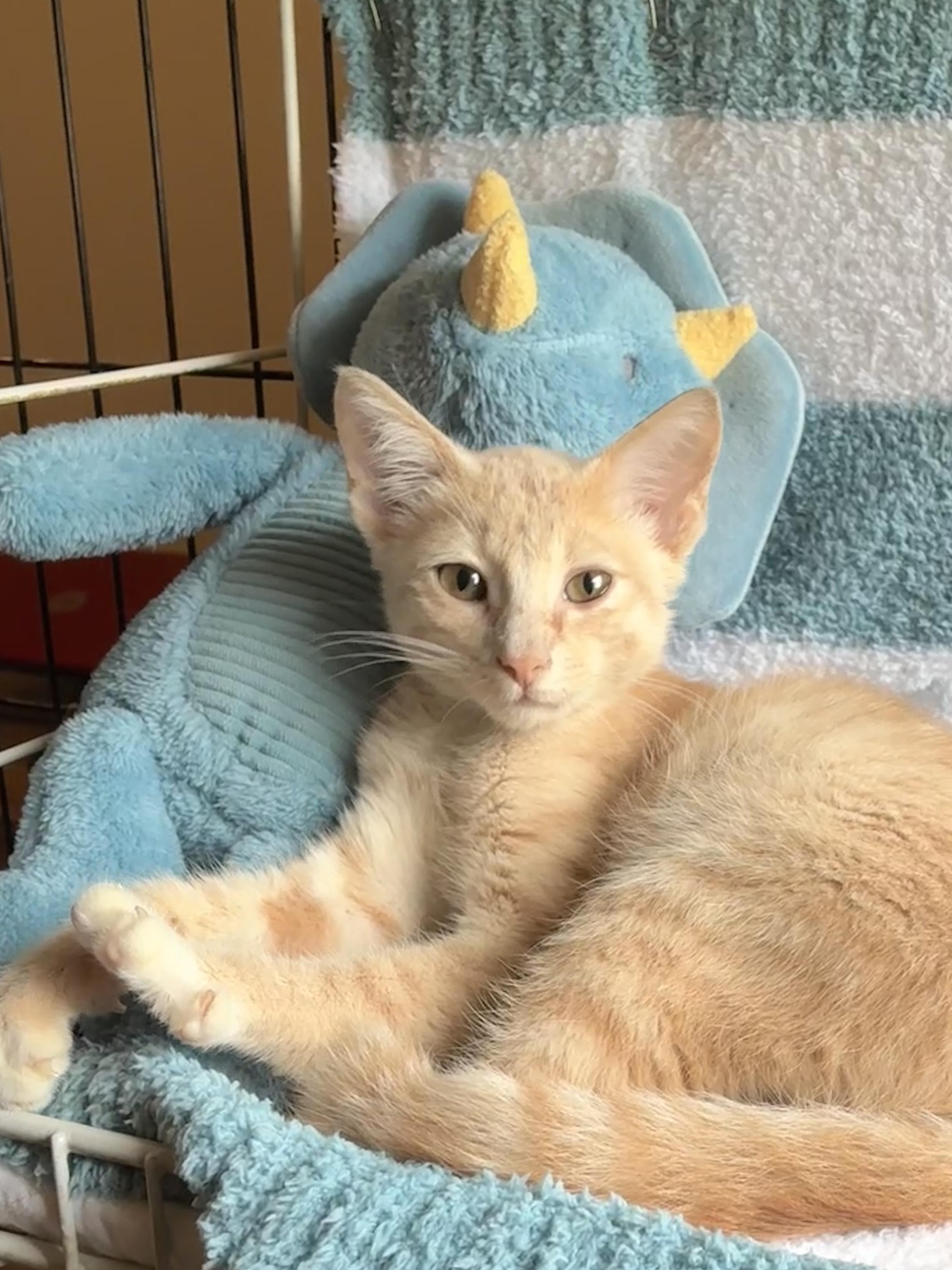 Biscuit, a Adoptable Domestic Short Hair in Waller, TX image 3/4