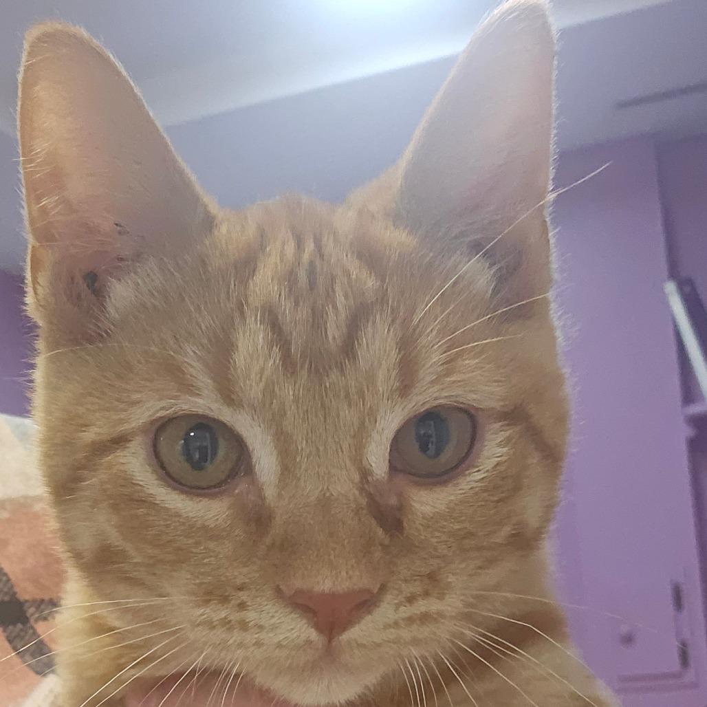 Butternut, Adoptable, Kitten Male Domestic Short Hair.