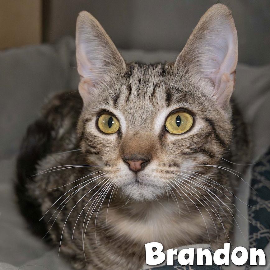 Rudy, Adoptable, Young Male Domestic Short Hair.