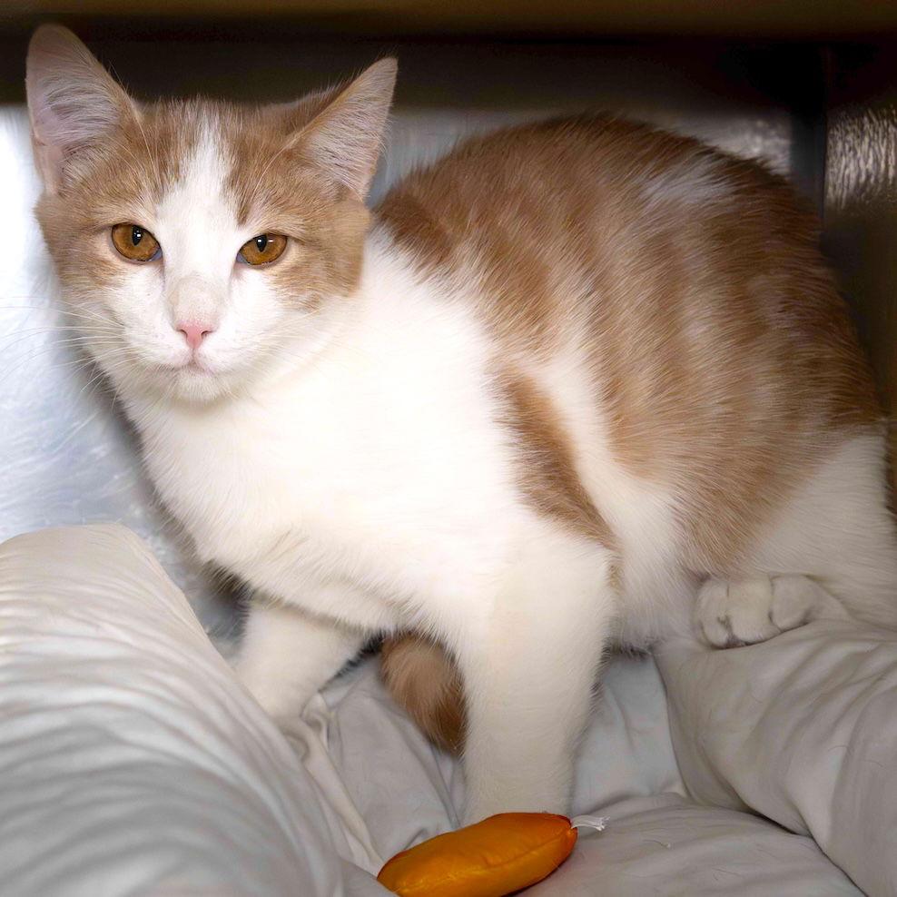 Enlarge Rudy, a Adoptable Domestic Short Hair in Wilmington, NC image 2/2