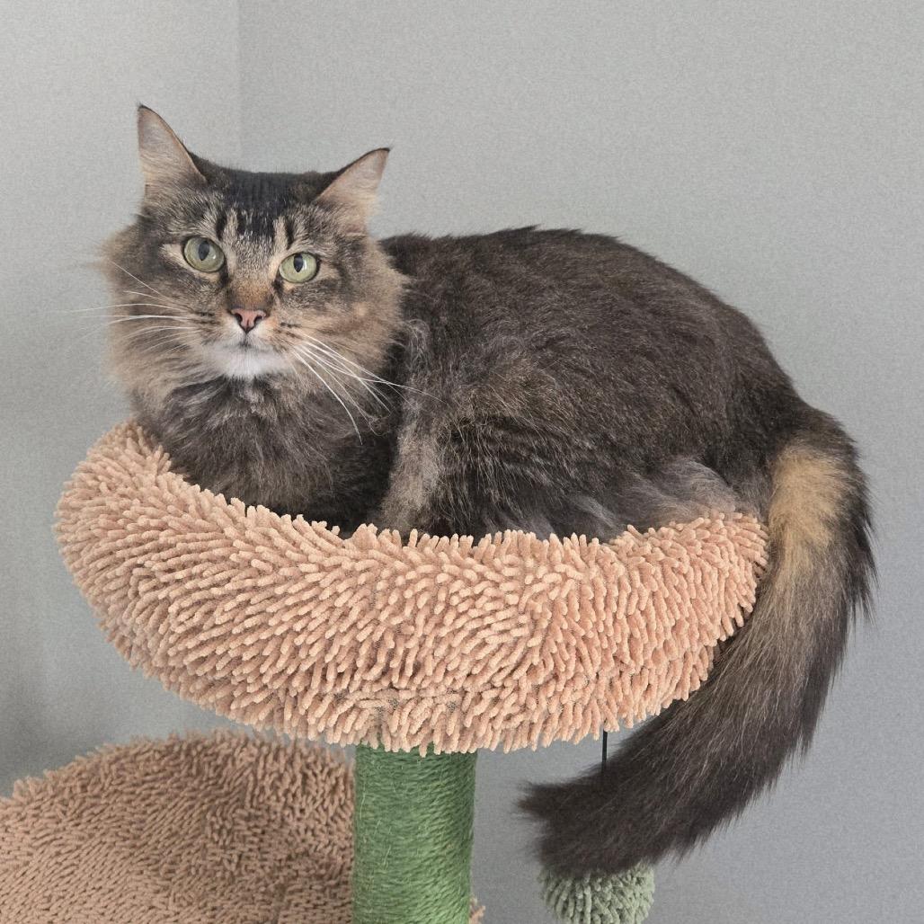 Bunny, Adoptable, Adult Female Domestic Long Hair.