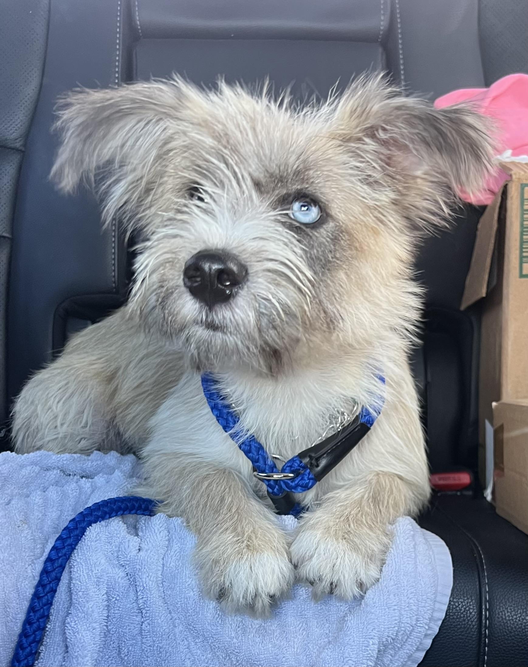 Hallie, an adoptable mixed breed in Mt Pleasant, SC image 2/6