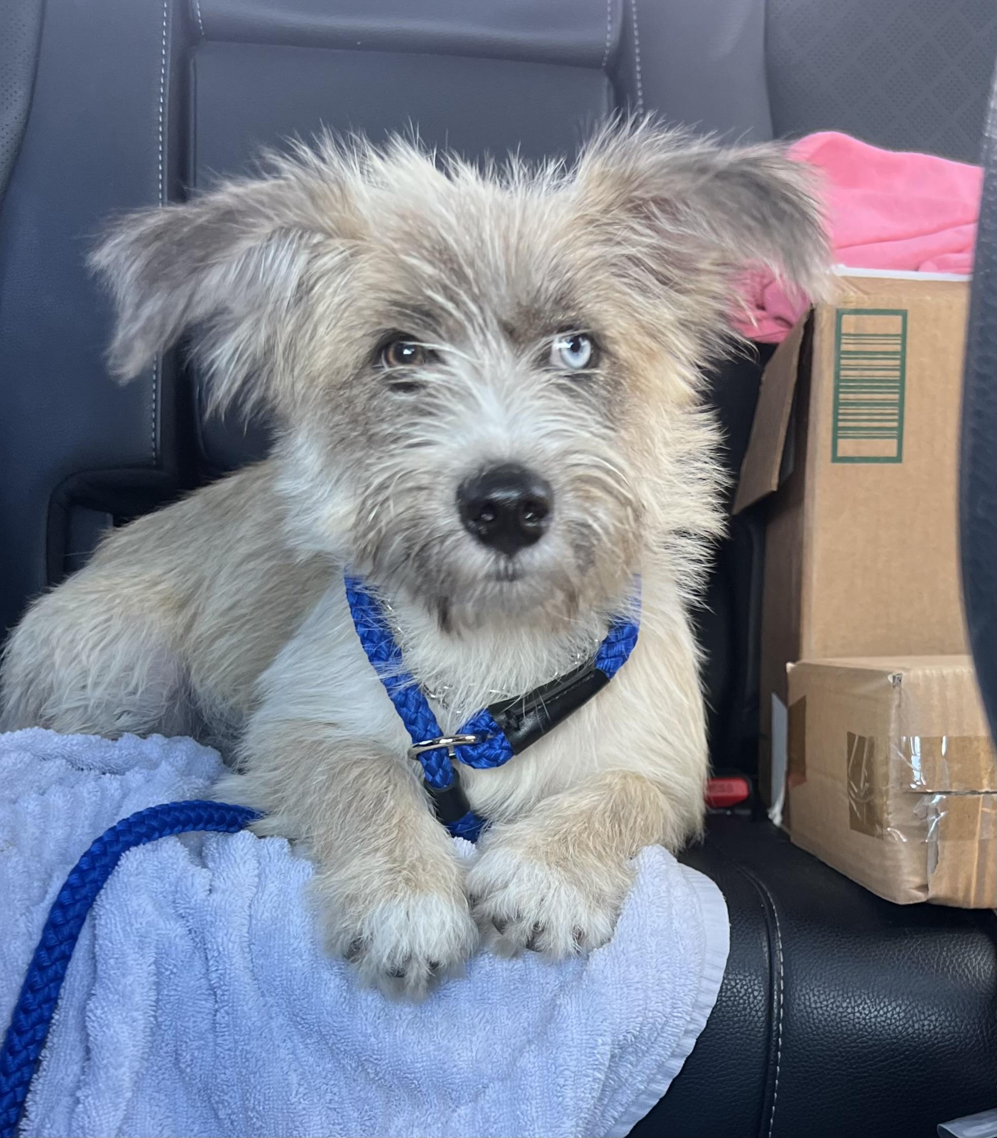 Hallie, an adoptable mixed breed in Mt Pleasant, SC image 4/6