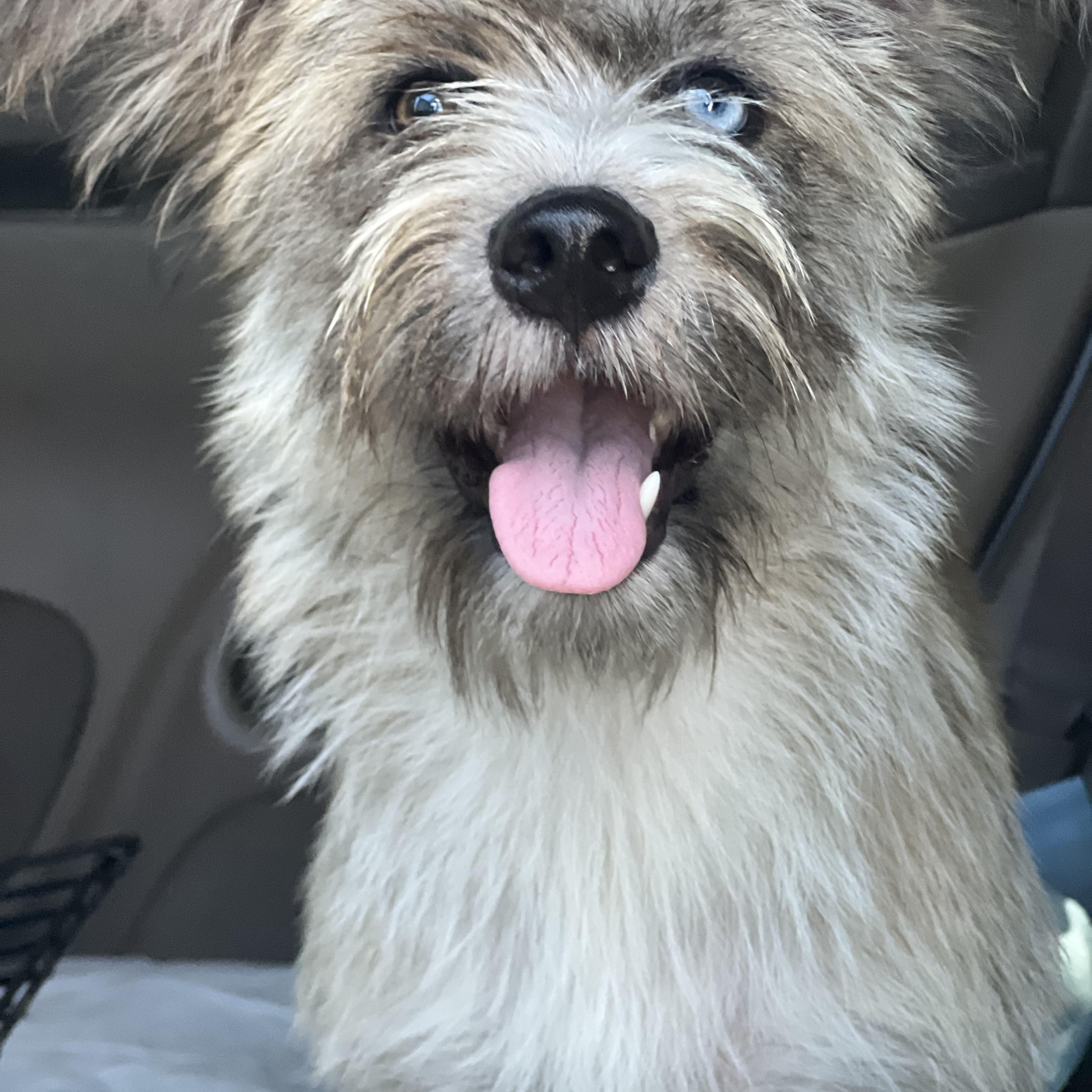 Hallie, adoptable, Young Female Mixed Breed.