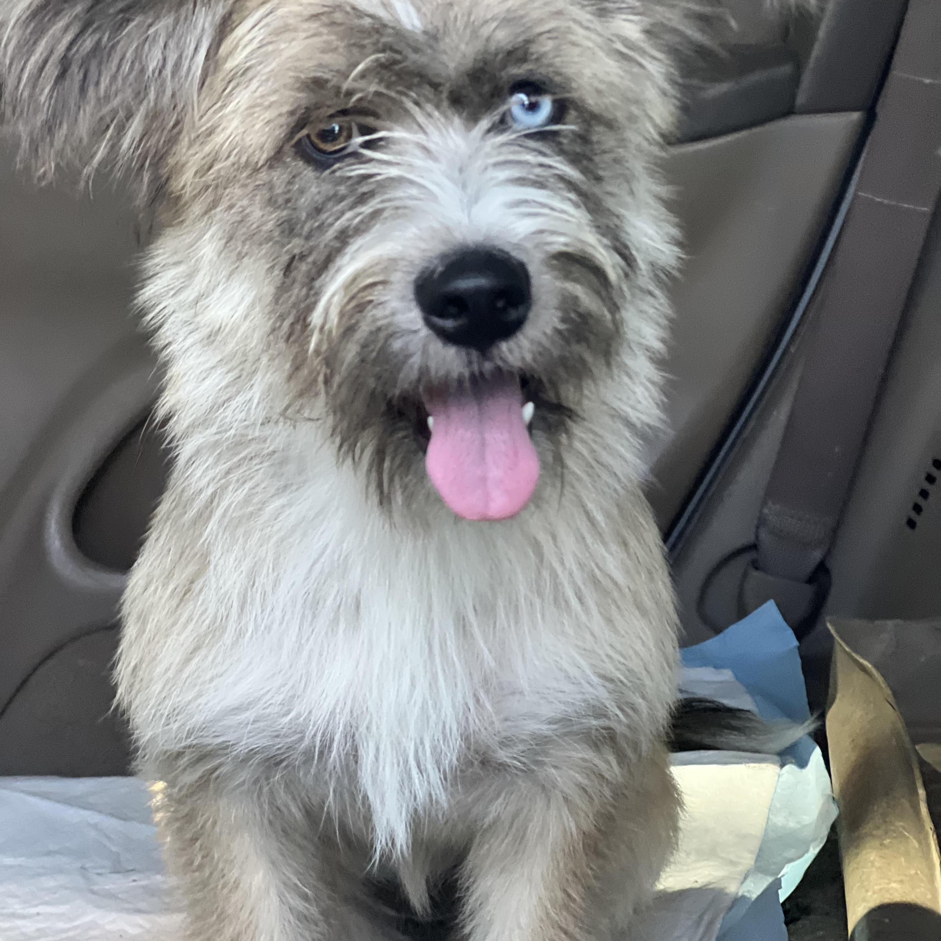 Hallie, an adoptable mixed breed in Mt Pleasant, SC image 6/6