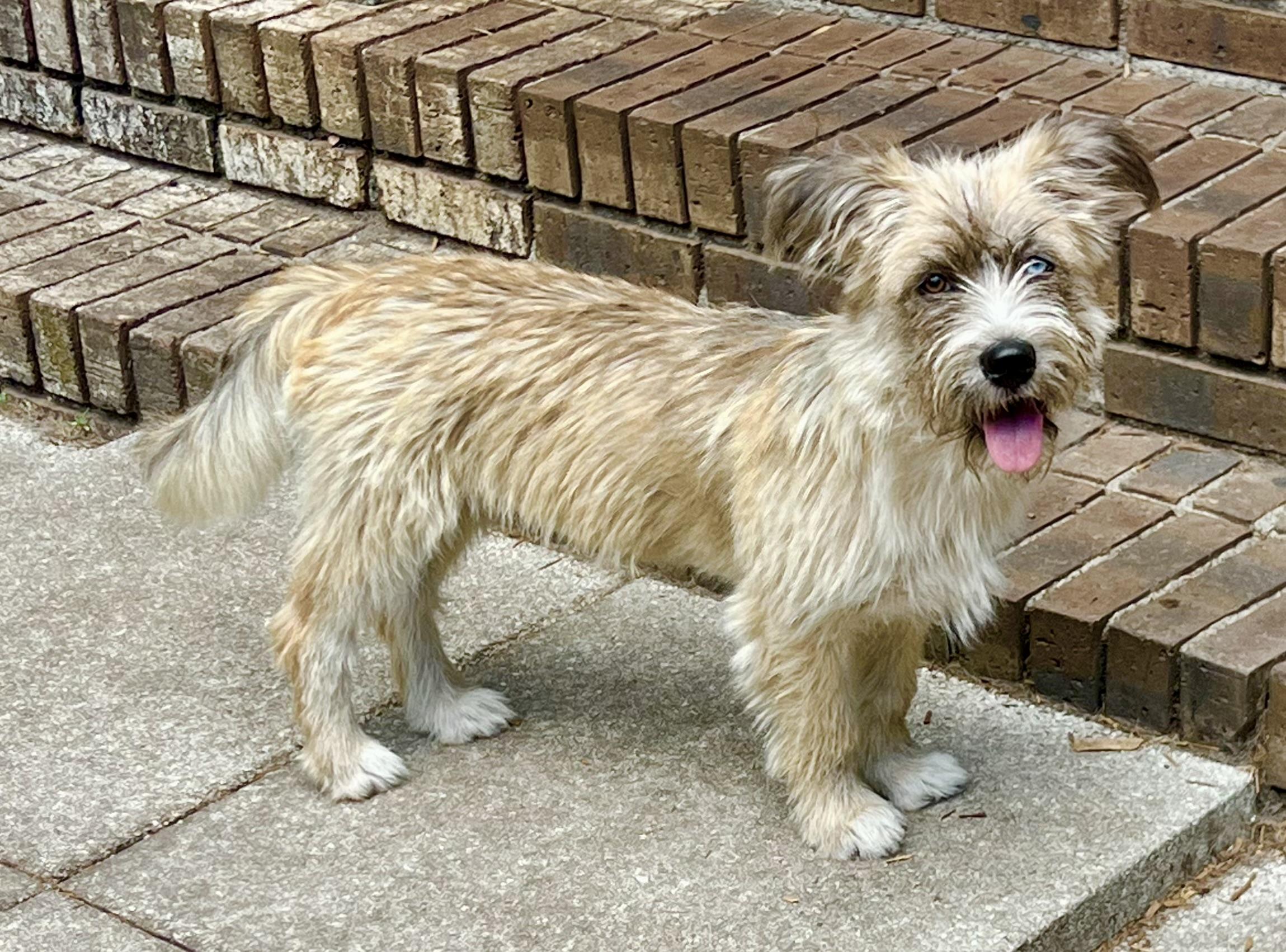 Hallie, an adoptable mixed breed in Mt Pleasant, SC image 5/6