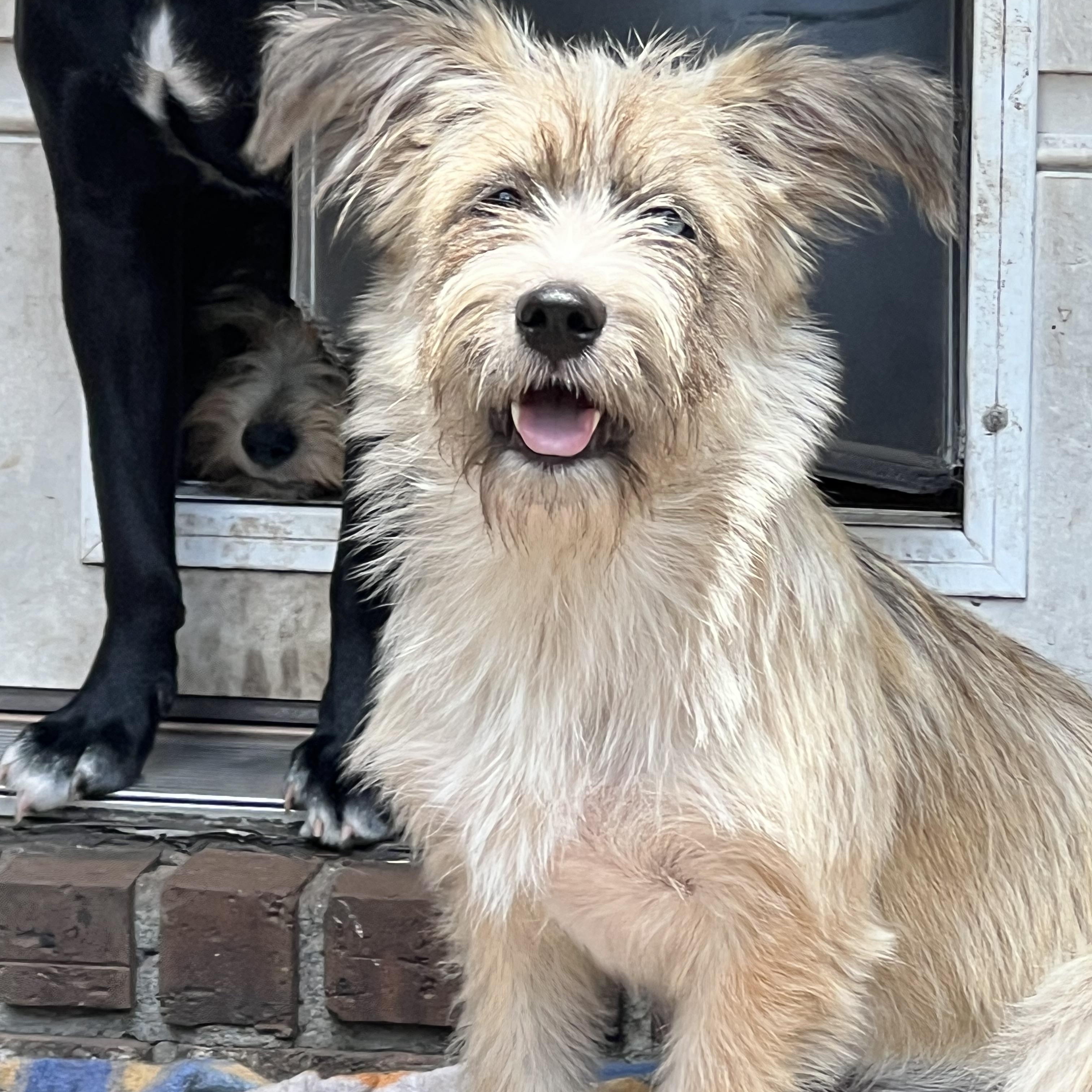 Hallie, an adoptable mixed breed in Mt Pleasant, SC image 3/6