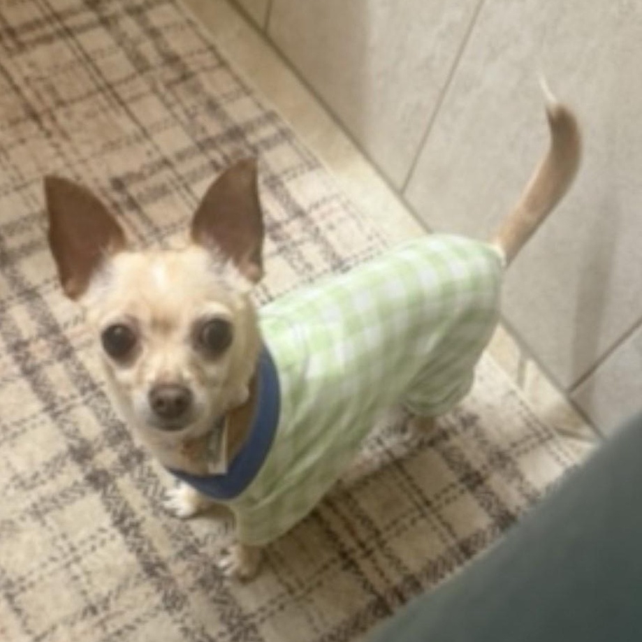 Sofia - Courtesy post, ADOPTABLE, Adult Female Chihuahua.