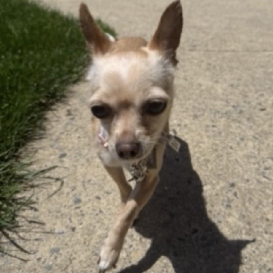Sofia - Courtesy post, a ADOPTABLE Chihuahua in Mount Bethel, PA image 6/6