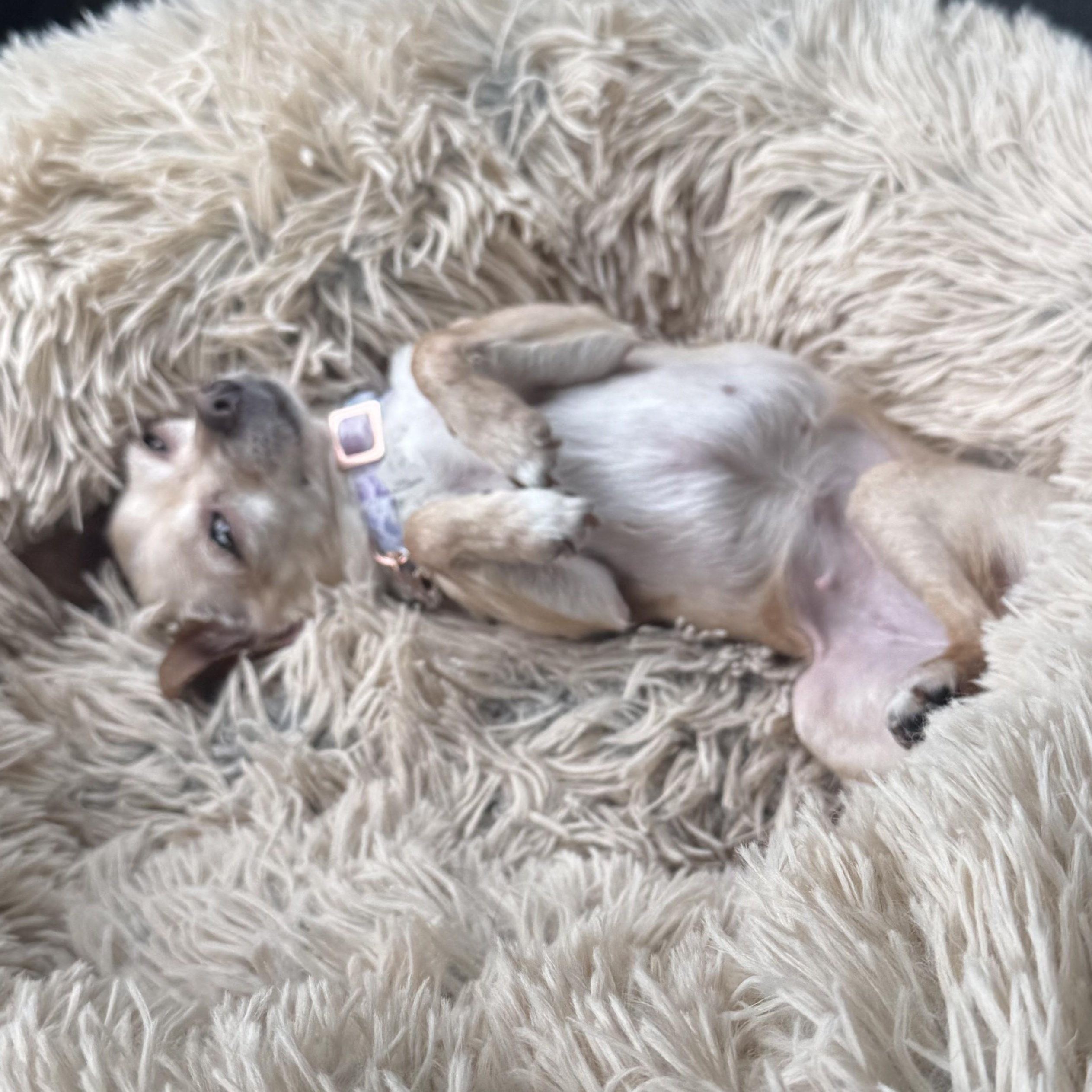 Sofia - Courtesy post, a ADOPTABLE Chihuahua in Mount Bethel, PA image 4/6