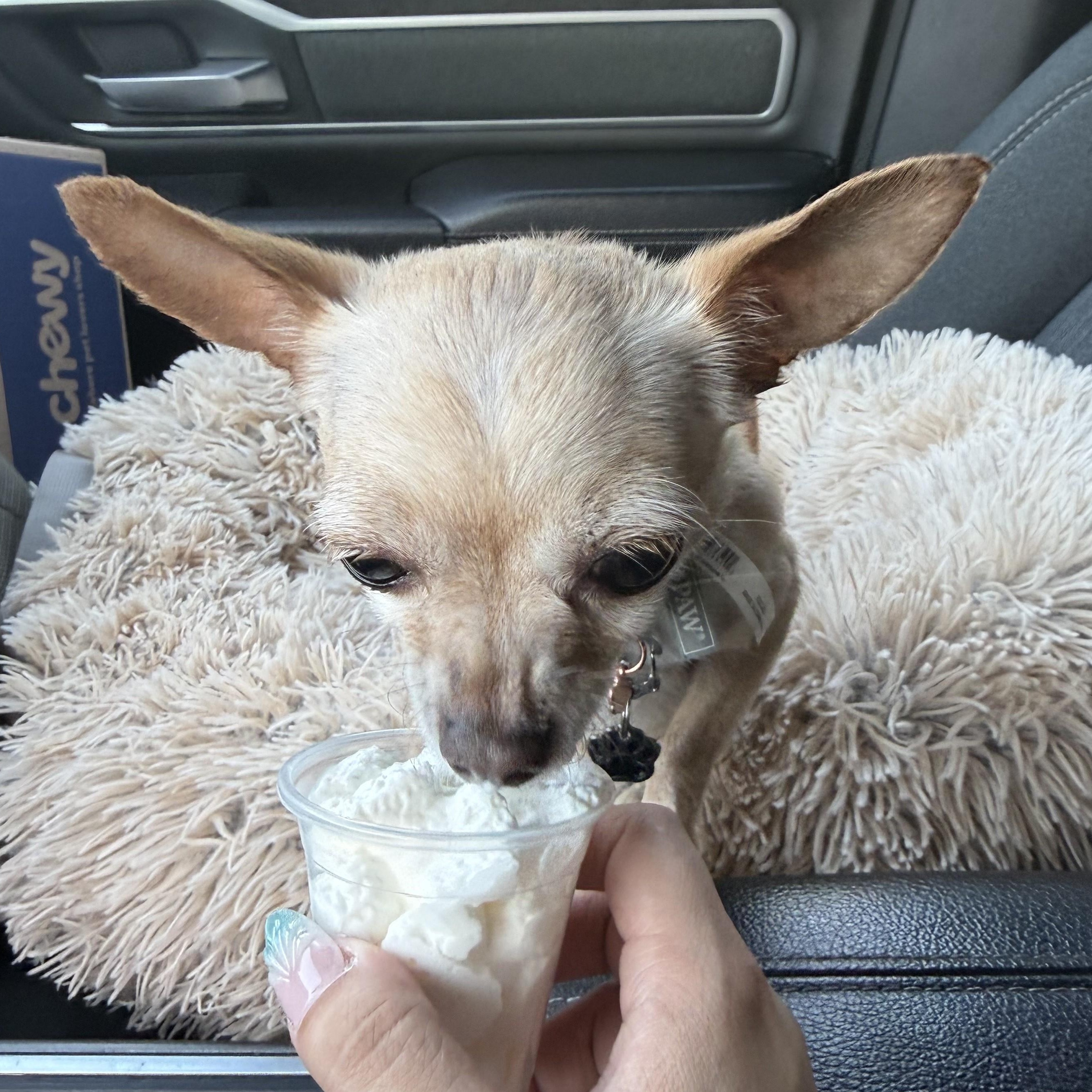 Sofia - Courtesy post, a ADOPTABLE Chihuahua in Mount Bethel, PA image 3/6