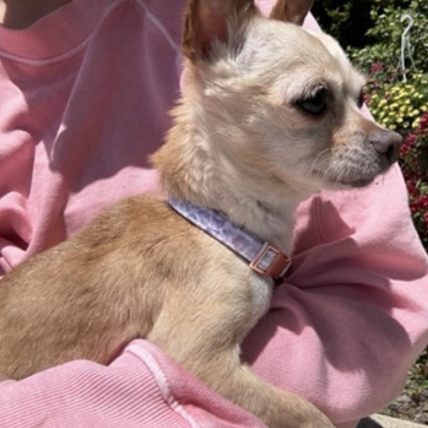 Sofia - Courtesy post, a ADOPTABLE Chihuahua in Mount Bethel, PA image 5/6
