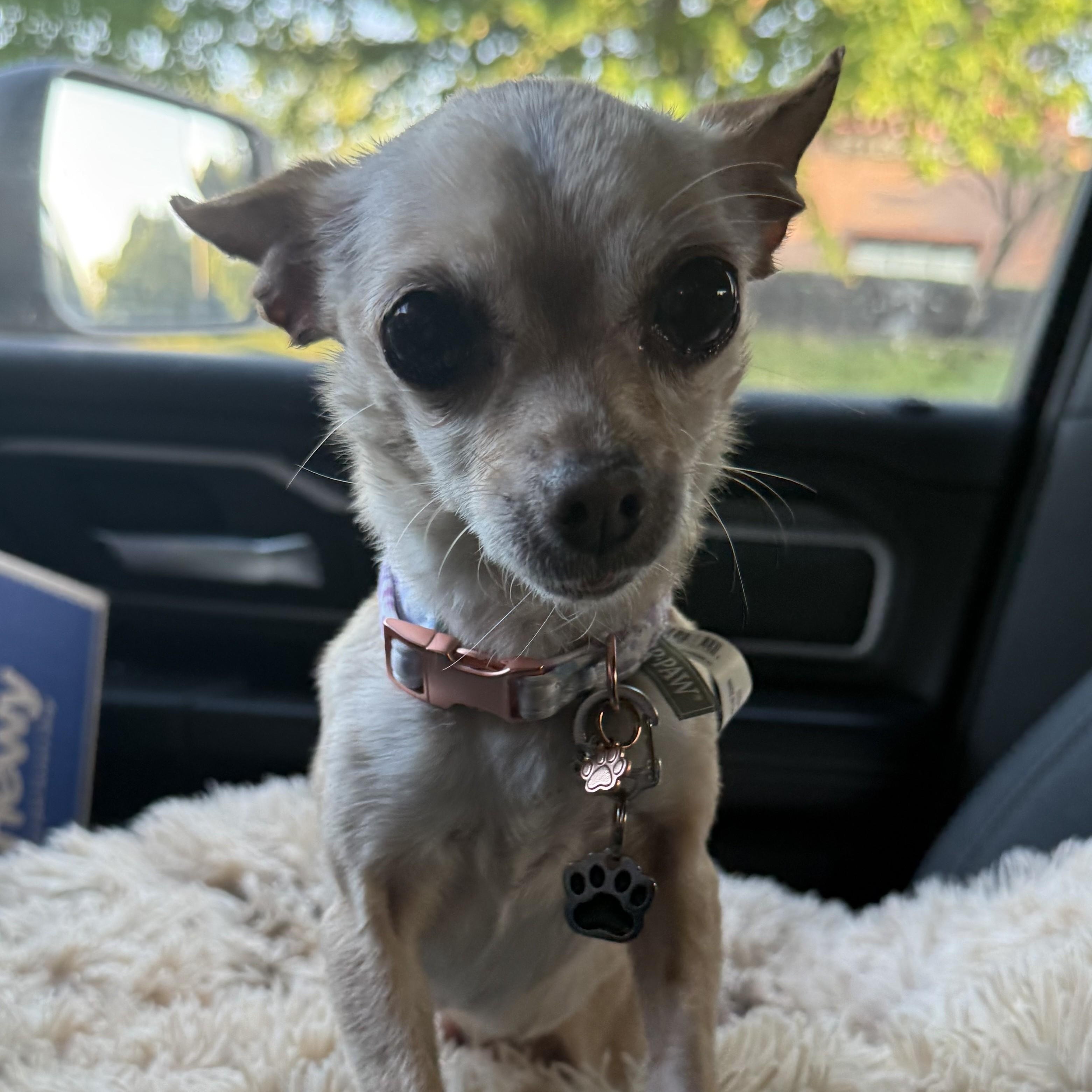 Sofia - Courtesy post, a ADOPTABLE Chihuahua in Mount Bethel, PA image 2/6