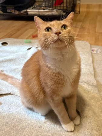 Enlarge Beauty, a ADOPTABLE Domestic Medium Hair in Indianapolis, IN image 1/4