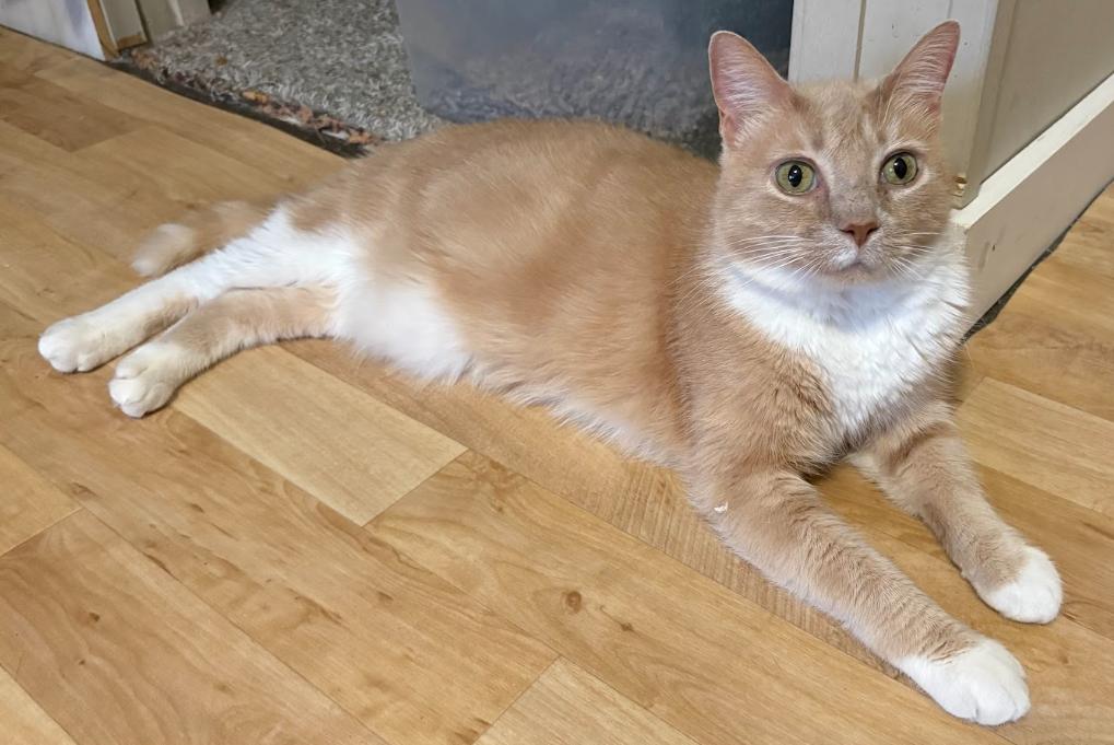 Enlarge Beauty, a ADOPTABLE Domestic Medium Hair in Indianapolis, IN image 4/4