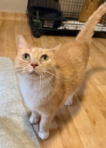 Enlarge Beauty, a ADOPTABLE Domestic Medium Hair in Indianapolis, IN image 2/4
