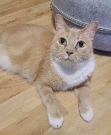 Enlarge Beauty, a ADOPTABLE Domestic Medium Hair in Indianapolis, IN image 3/4