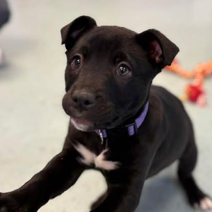 Midnight , adoptable, Puppy Female Mixed Breed.