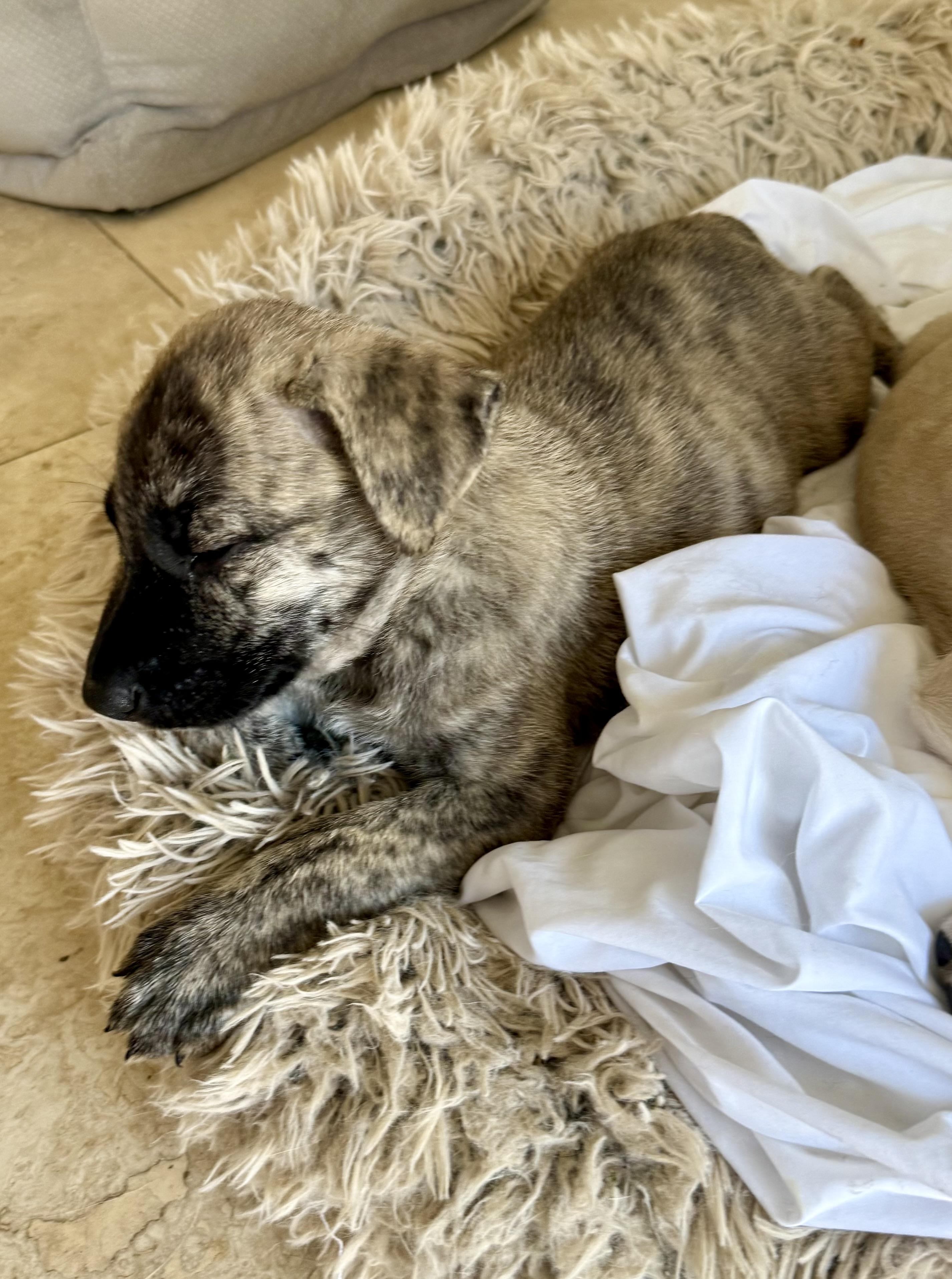 Almond brindle puppy boy, adoptable, Puppy Male Dutch Shepherd.