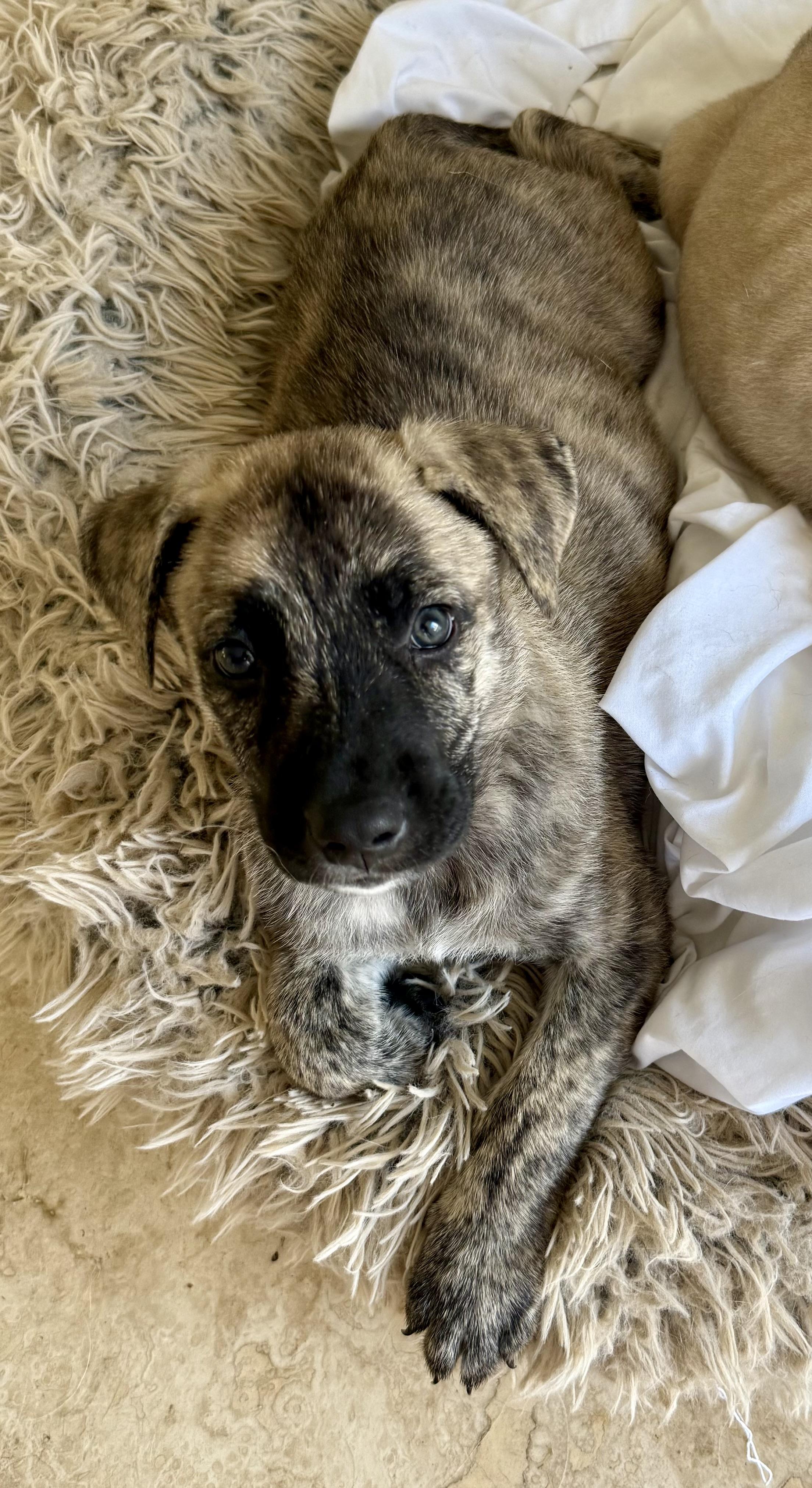 Enlarge Almond brindle puppy boy, an adoptable Dutch Shepherd in Boca Raton, FL image 2/6