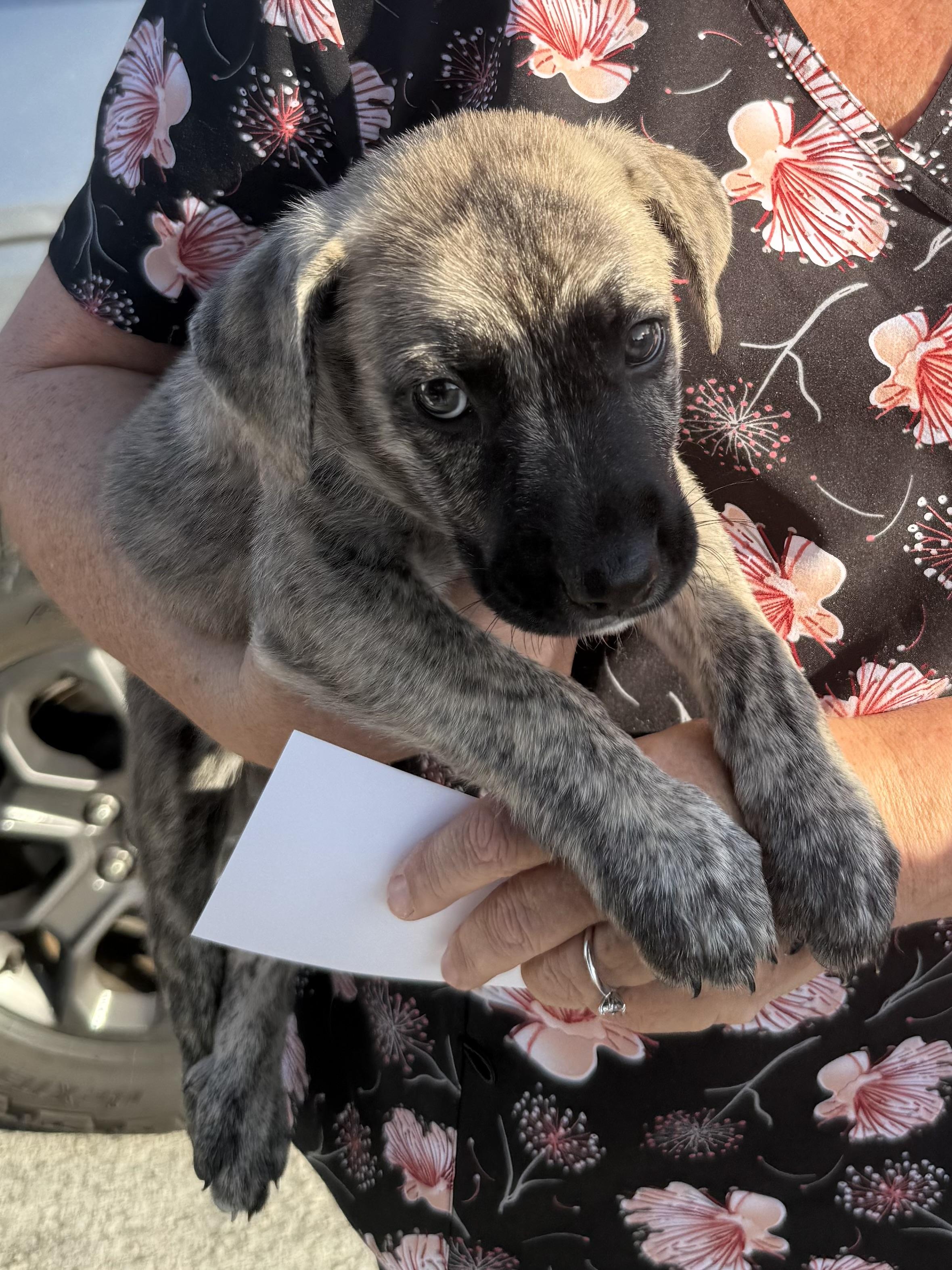 Enlarge Almond brindle puppy boy, an adoptable Dutch Shepherd in Boca Raton, FL image 3/6