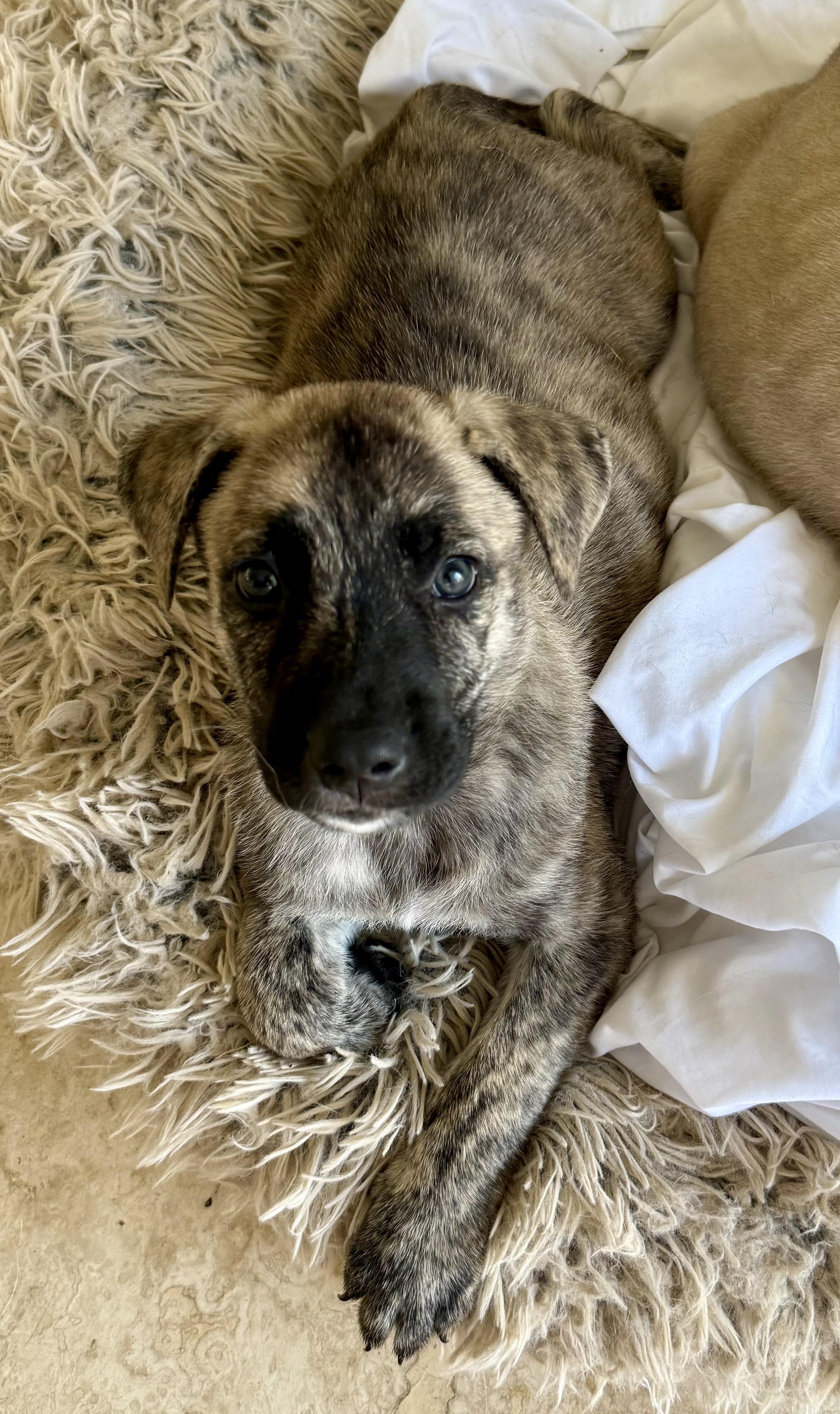 Enlarge Almond brindle puppy boy, an adoptable Dutch Shepherd in Boca Raton, FL image 5/6