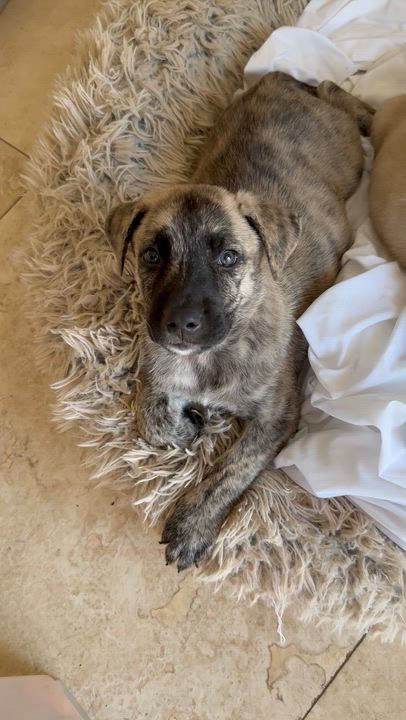 Enlarge Almond brindle puppy boy, an adoptable Dutch Shepherd in Boca Raton, FL video 6/6
