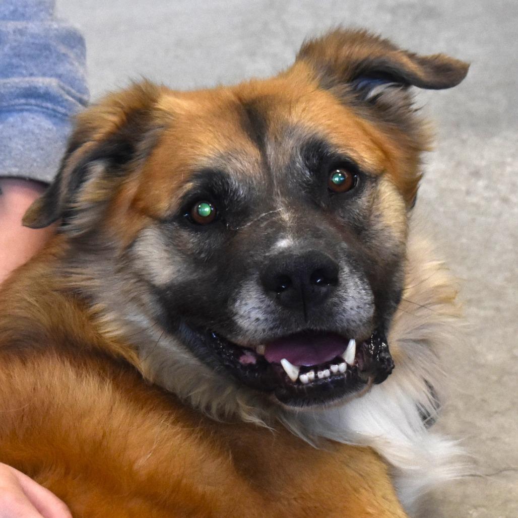 Murdock (Vision), a Adoptable mixed breed in Rifle, CO image 6/6