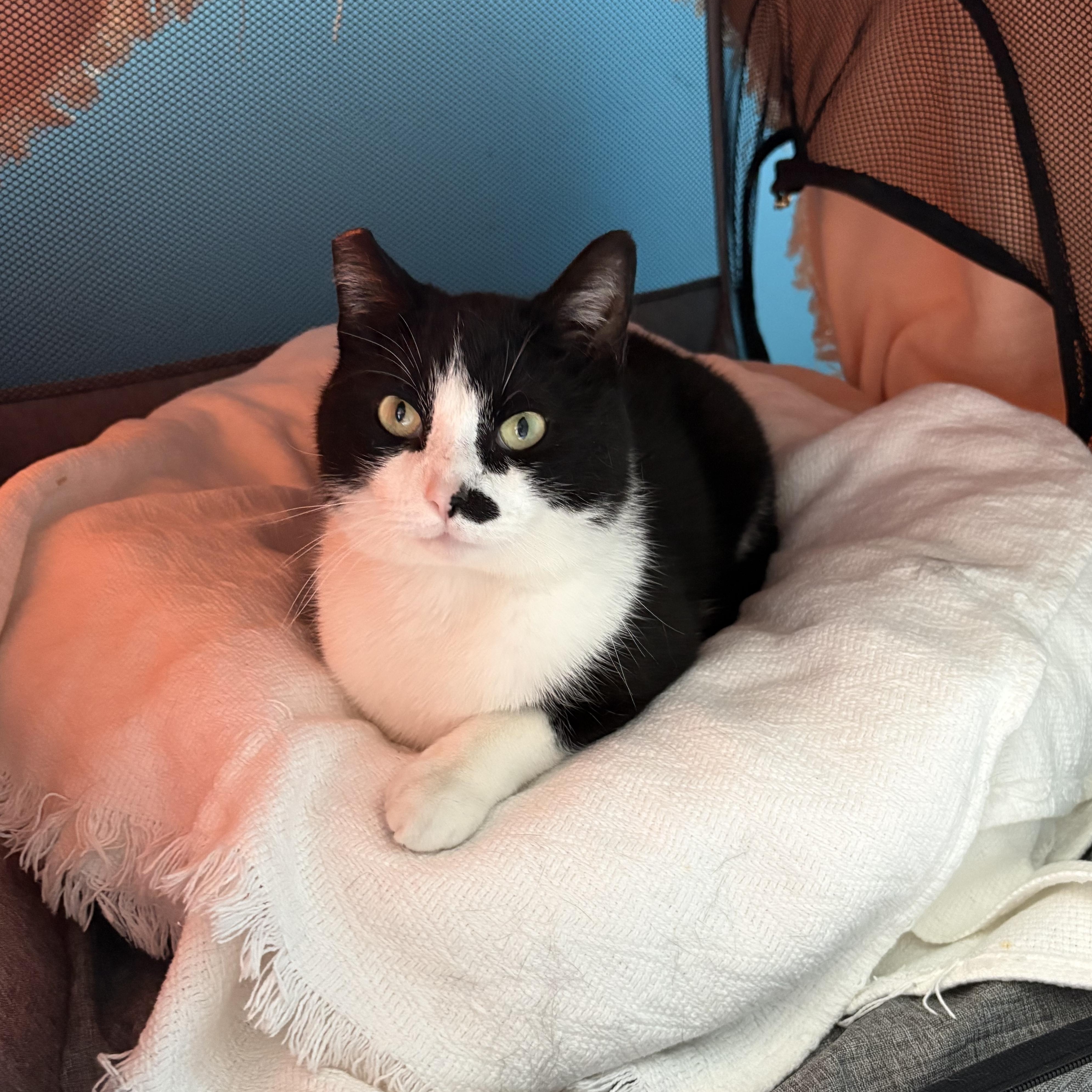 Enlarge Puddin’, a ADOPTABLE Domestic Short Hair in Westland, MI image 5/5