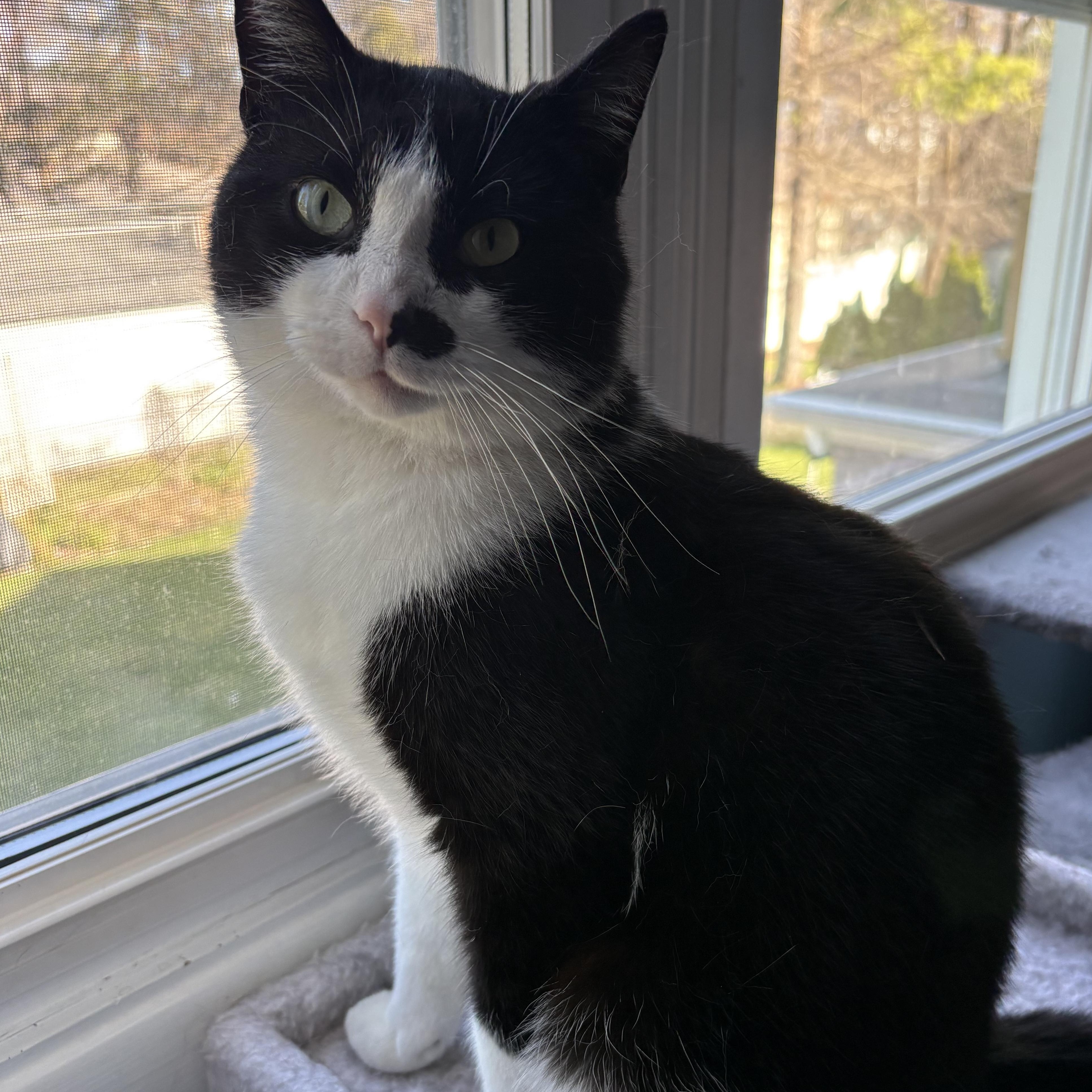 Enlarge Puddin’, a ADOPTABLE Domestic Short Hair in Westland, MI image 2/5