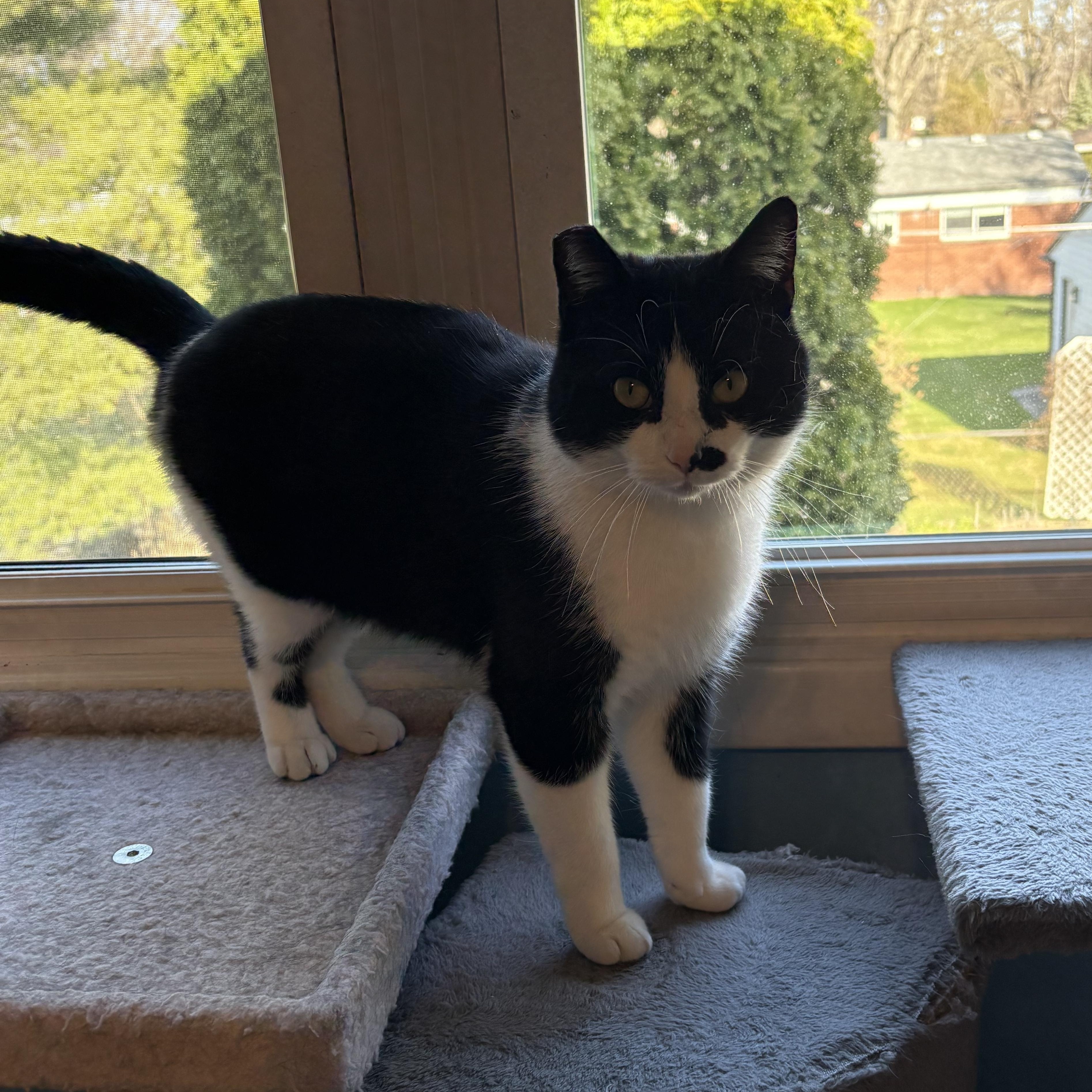 Enlarge Puddin’, a ADOPTABLE Domestic Short Hair in Westland, MI image 3/5