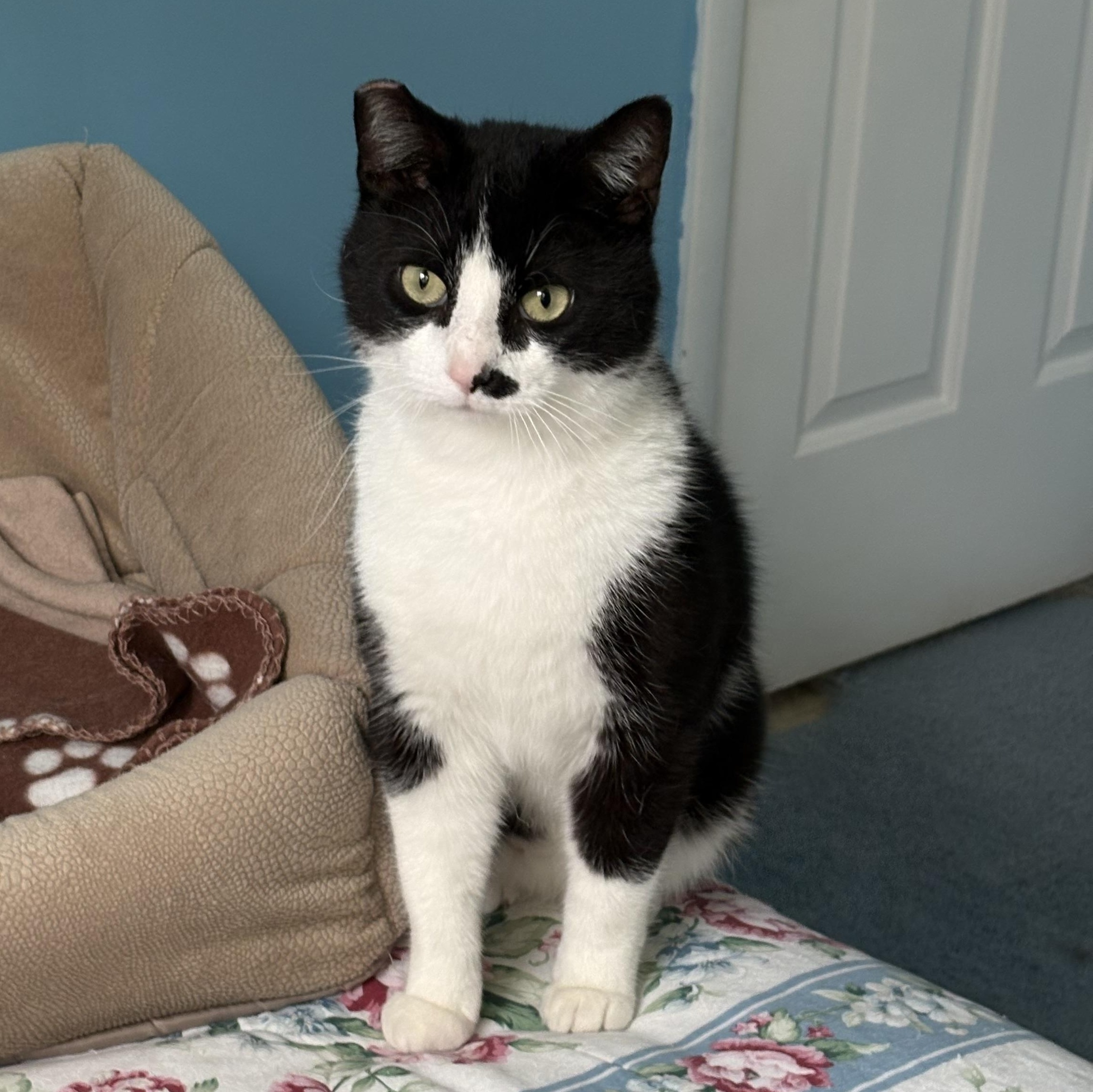 Puddin’, ADOPTABLE, Young Male Domestic Short Hair.