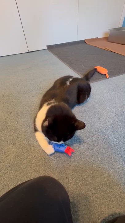 Enlarge Puddin’, a ADOPTABLE Domestic Short Hair in Westland, MI video 4/5