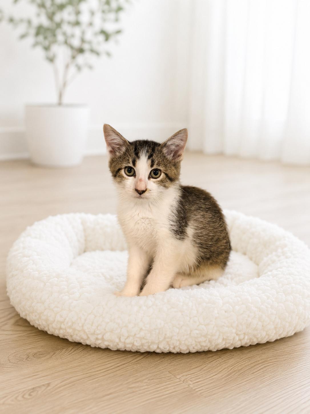 Enlarge Badger & Beaver (Bonded), a ADOPTABLE Domestic Short Hair in Crown Point, IN image 3/3