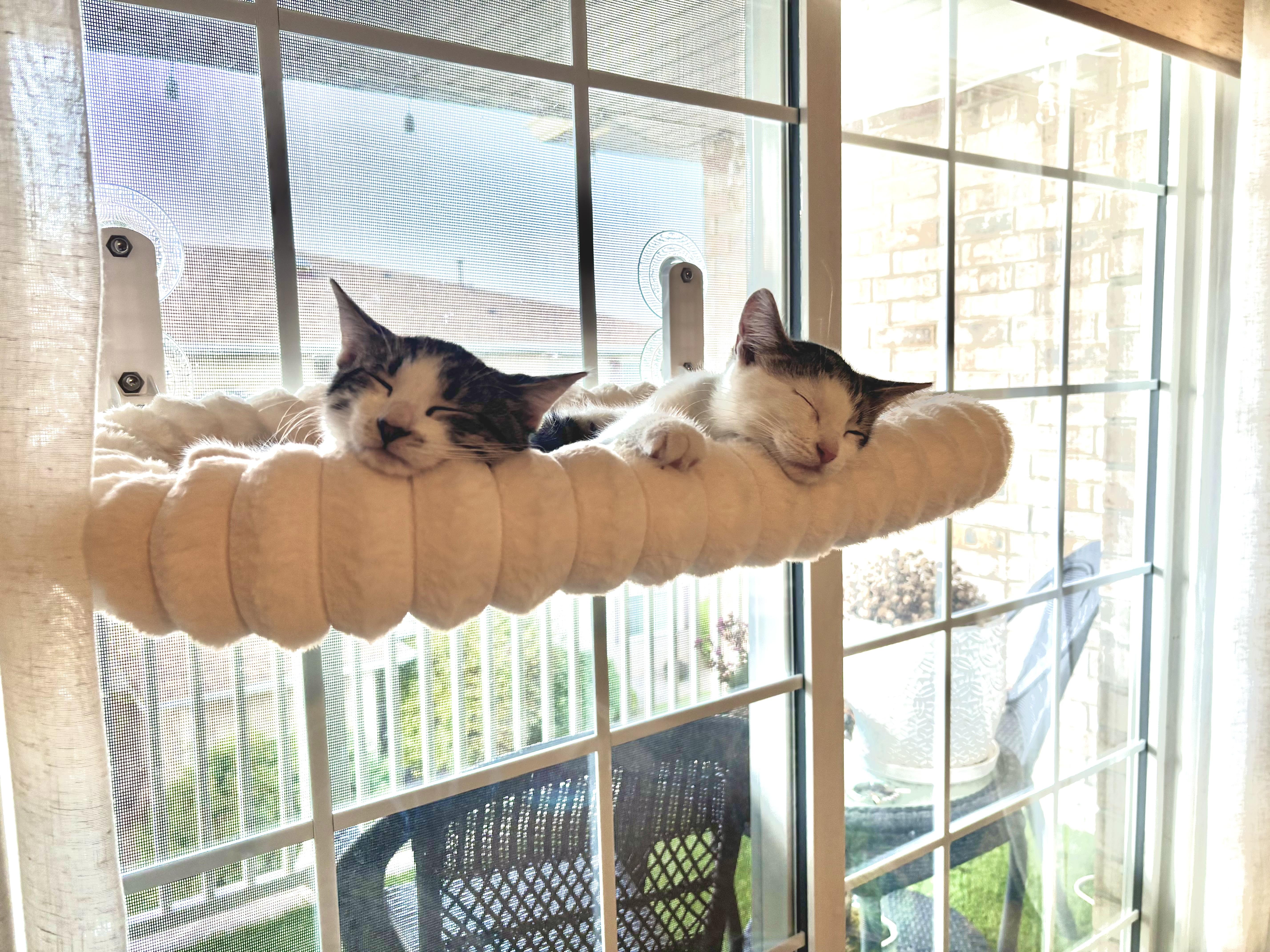 Badger & Beaver (Bonded), ADOPTABLE, Kitten Male Domestic Short Hair.