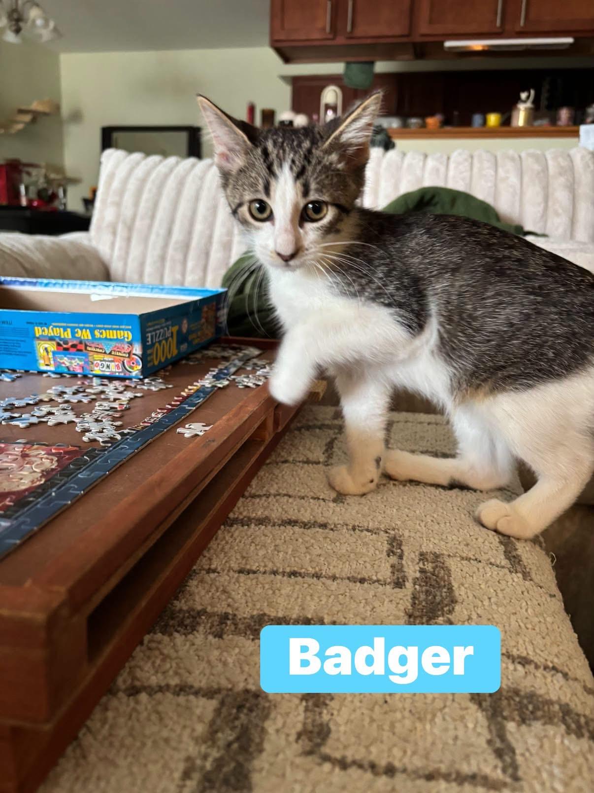 Enlarge Badger & Beaver (Bonded), a ADOPTABLE Domestic Short Hair in Crown Point, IN image 2/3