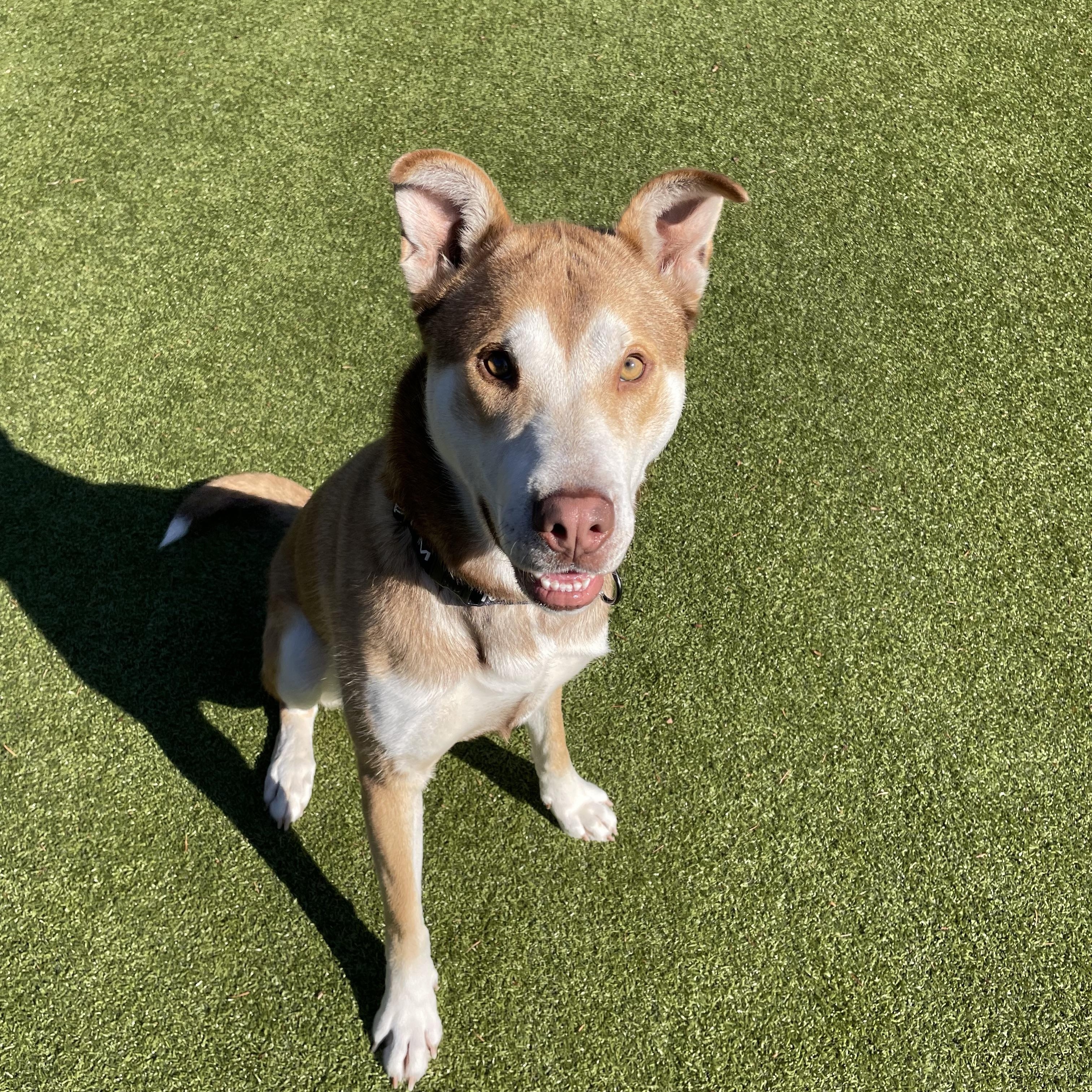 Enlarge Cosmo, a Adoptable mixed breed in Friday Harbor, WA image 3/5