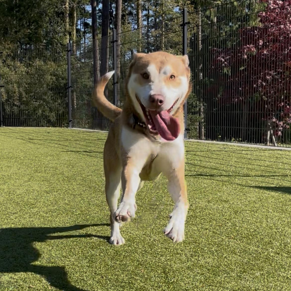 Enlarge Cosmo, a Adoptable mixed breed in Friday Harbor, WA image 5/5