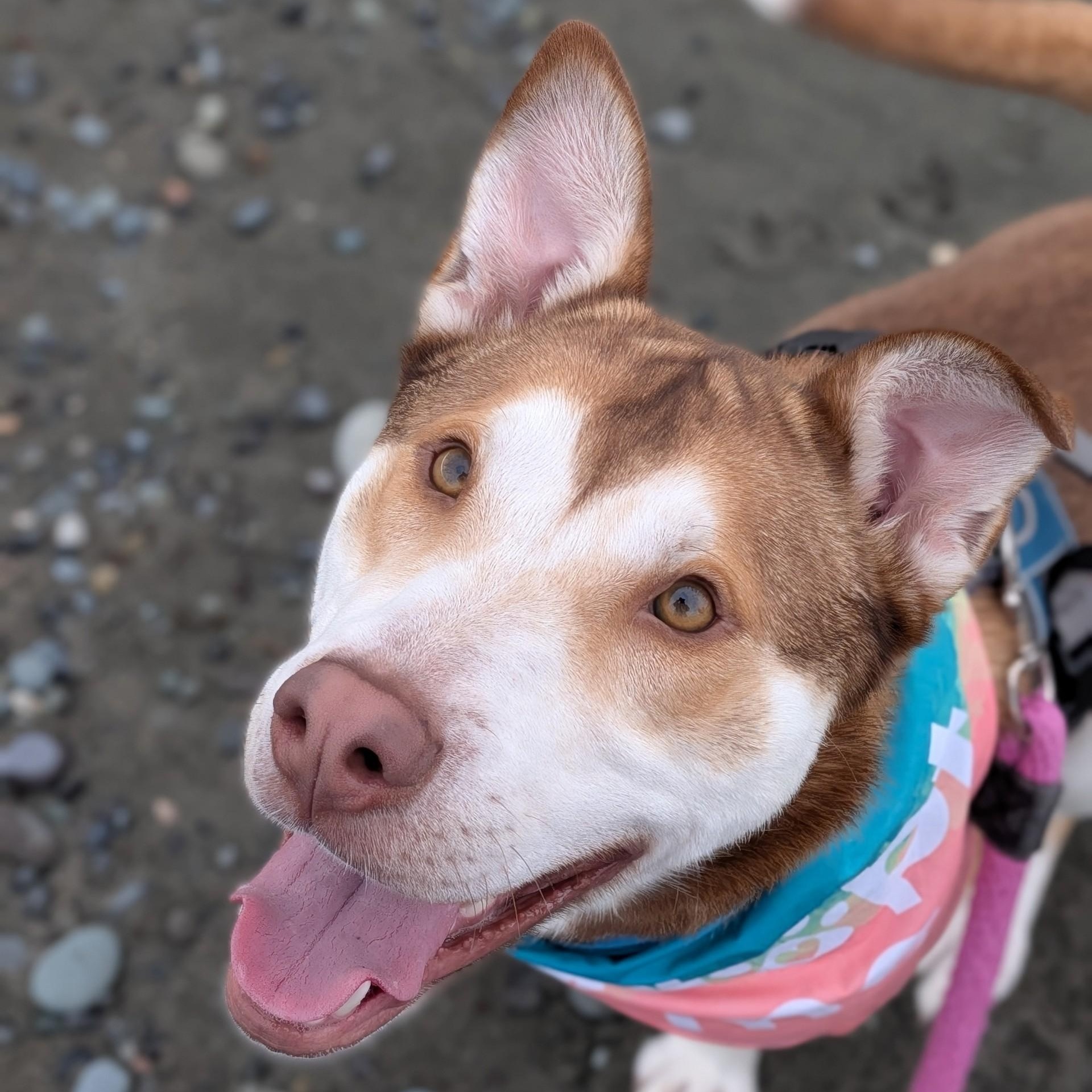 Cosmo, Adoptable, Adult Male Husky.