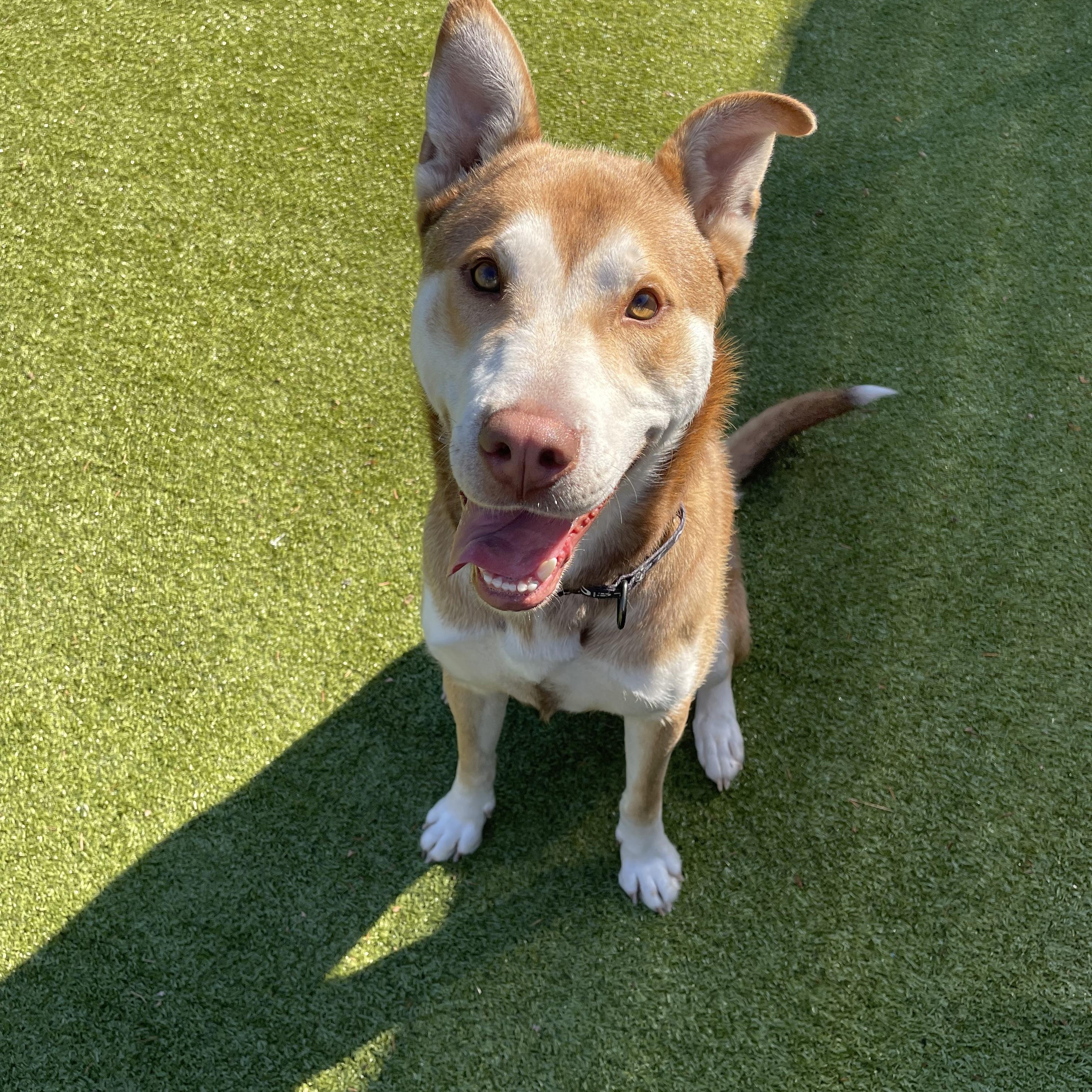 Enlarge Cosmo, a Adoptable mixed breed in Friday Harbor, WA image 1/5