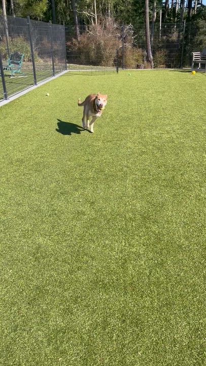 Enlarge Cosmo, a Adoptable mixed breed in Friday Harbor, WA video 4/5