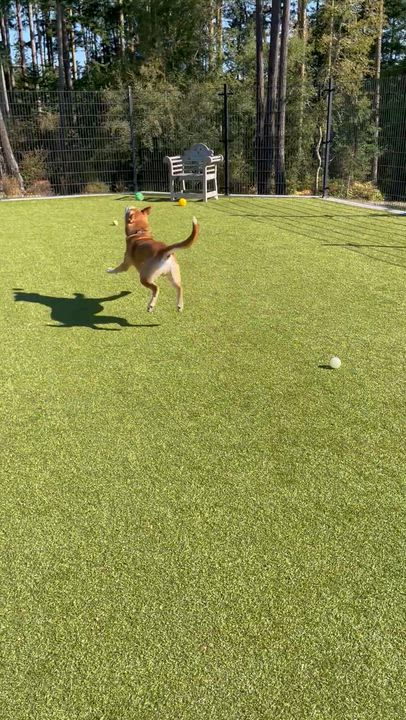 Enlarge Cosmo, a Adoptable mixed breed in Friday Harbor, WA video 2/5