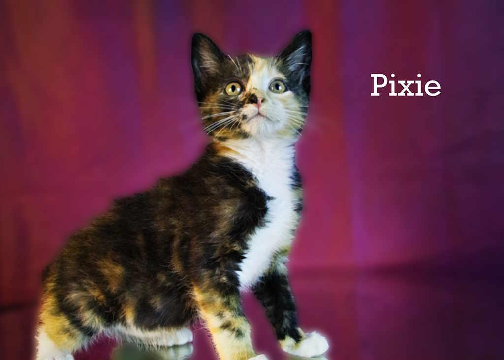 Pixie, adopted, Kitten Female Calico.