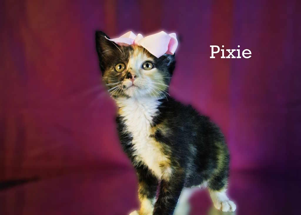 Pixie, an adopted Calico in York, NE image 4/4