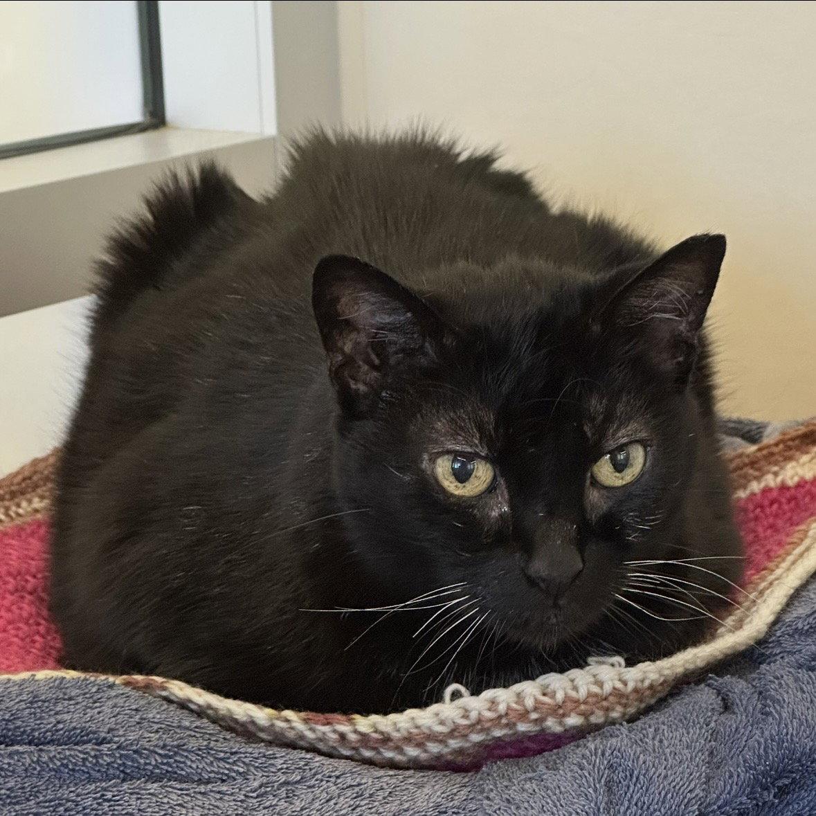 Queen Bob-Omb, Adoptable, Senior Female Domestic Short Hair.