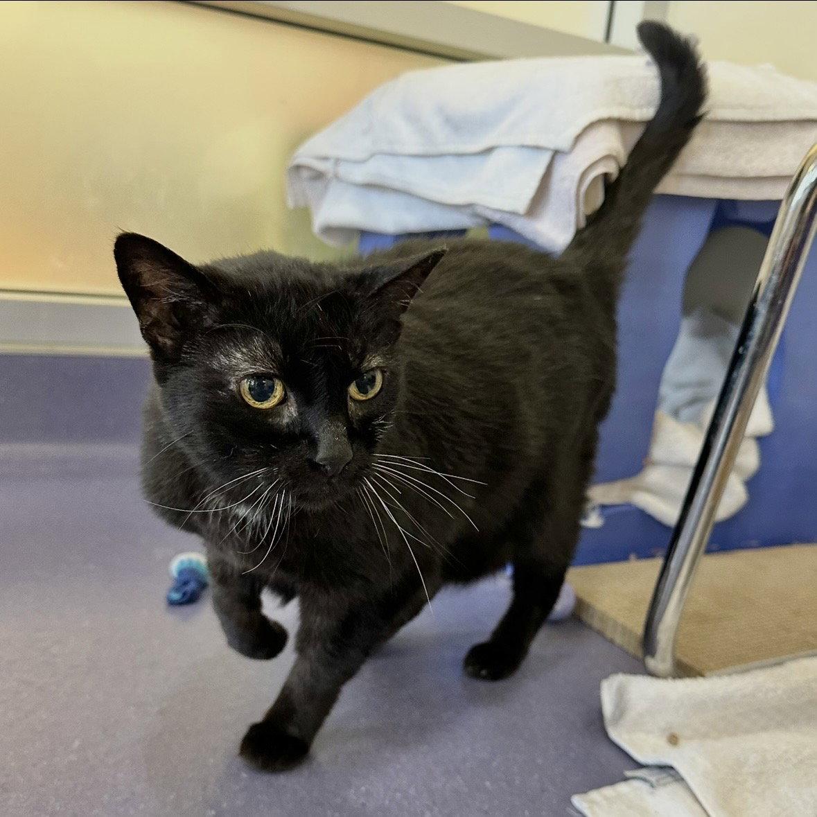 Enlarge Queen Bob-Omb, a Adoptable Domestic Short Hair in Burlingame, CA image 2/3