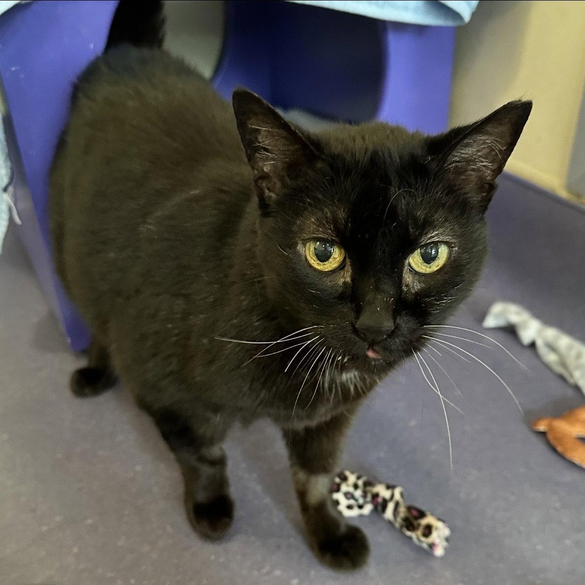Enlarge Queen Bob-Omb, a Adoptable Domestic Short Hair in Burlingame, CA image 3/3