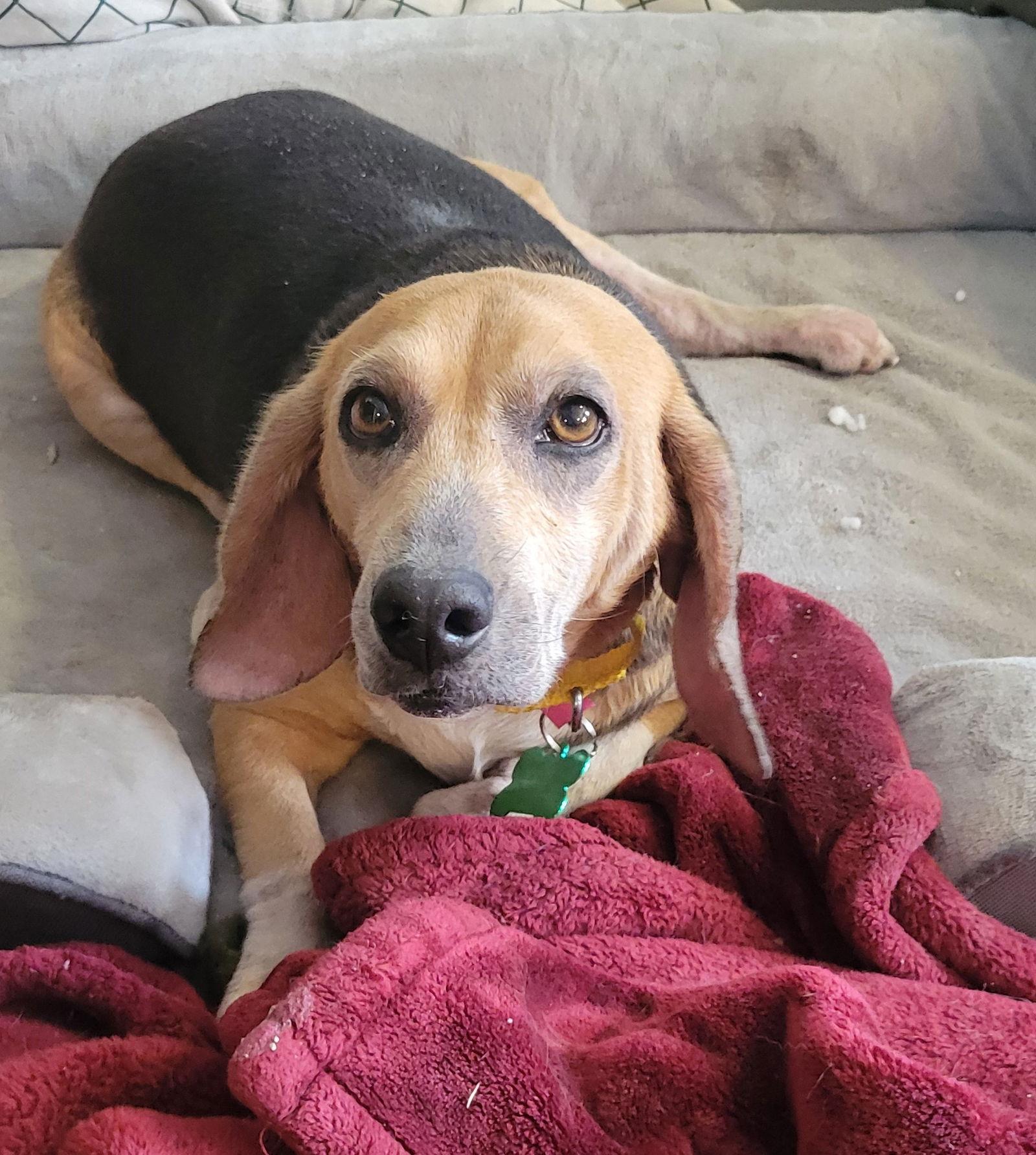 Grammie, Adoptable, Senior Female Beagle.