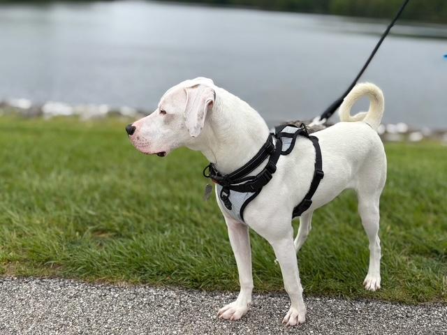 Enlarge Ghost, a ADOPTABLE Mixed Breed in Ellicott City, MD image 3/6